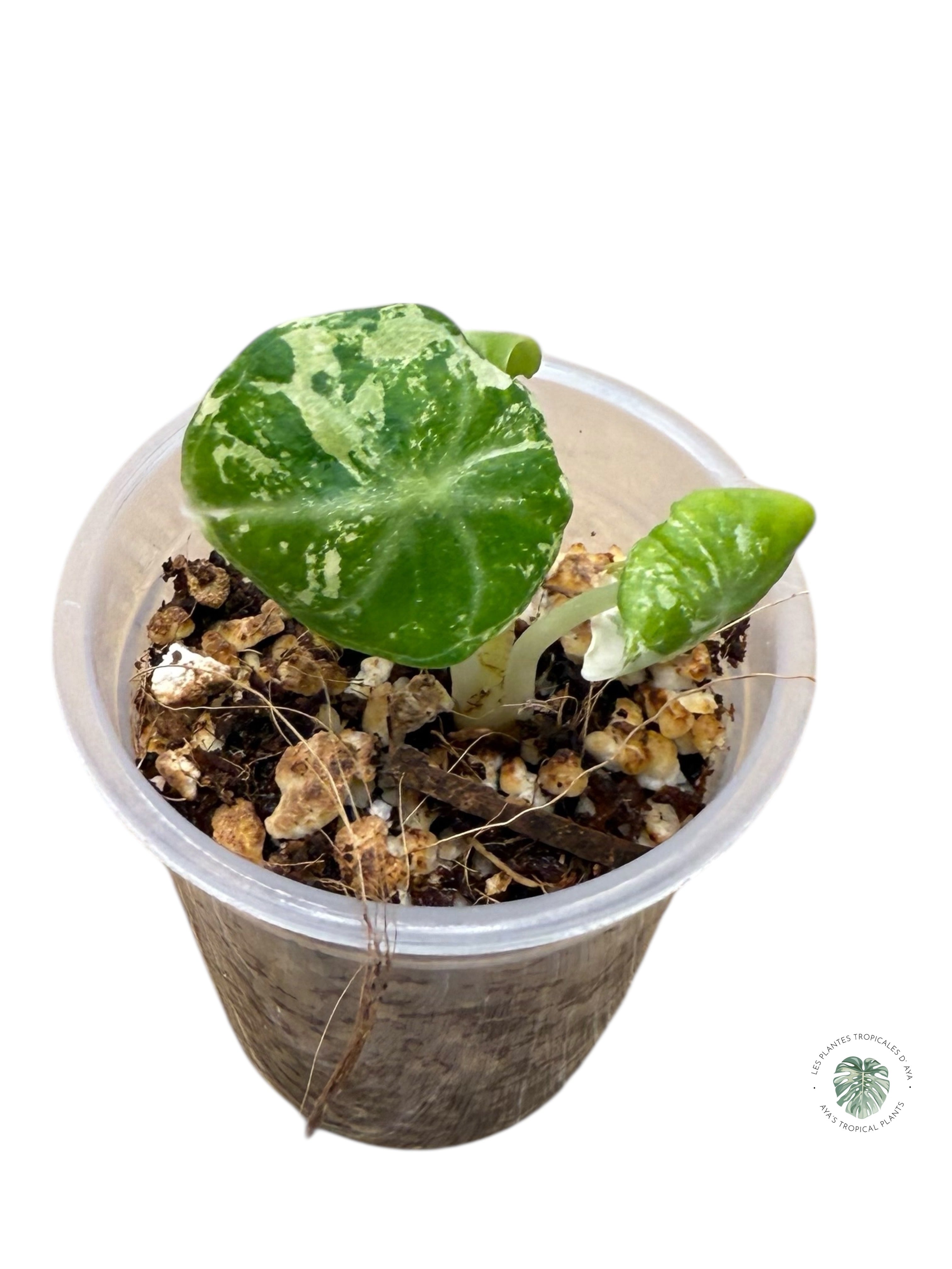 Alocasia Ninja Variegated Albo | Rare TC Plant| Aya's Tropical Plants