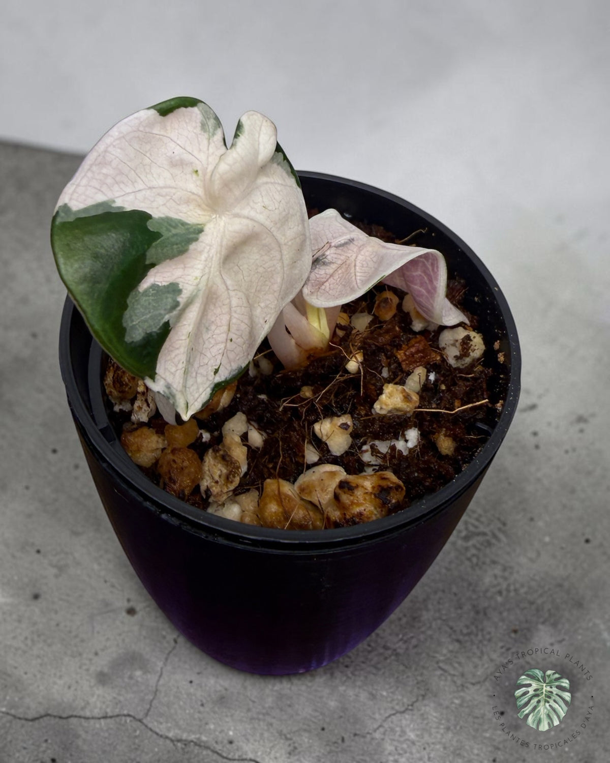 Alocasia Heart Balloon Pink variegated