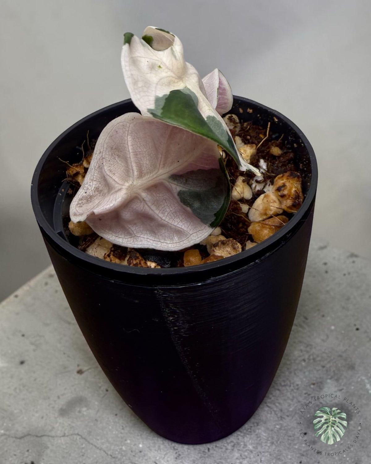 Alocasia Heart Balloon Pink variegated
