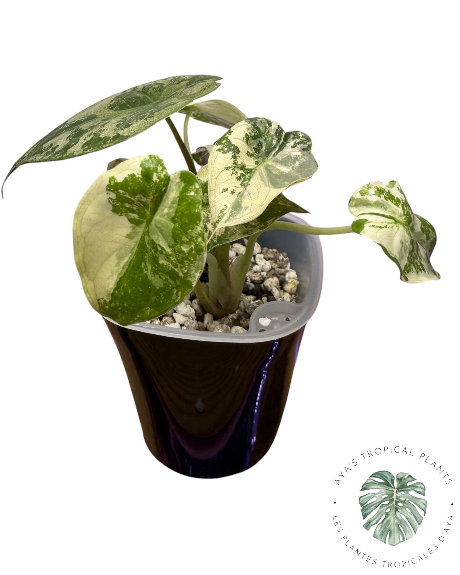Alocasia Wentii Albo rose panaché