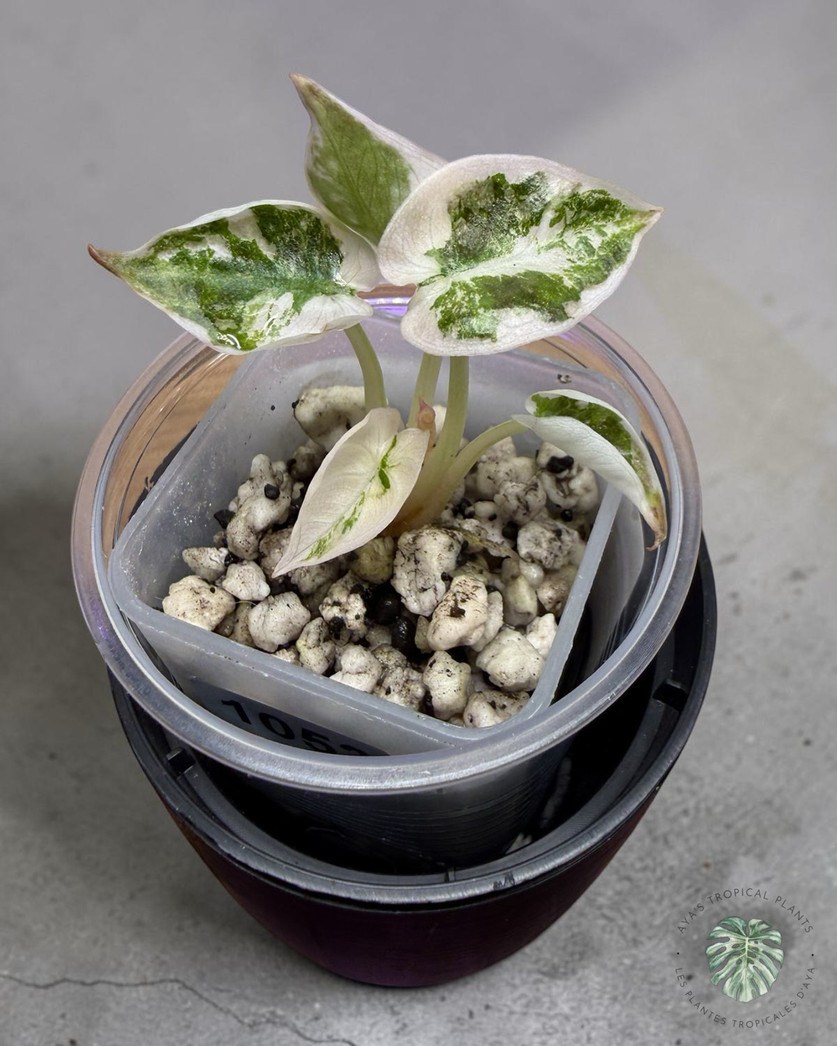 Alocasia Cuprea Pink Albo Panaché