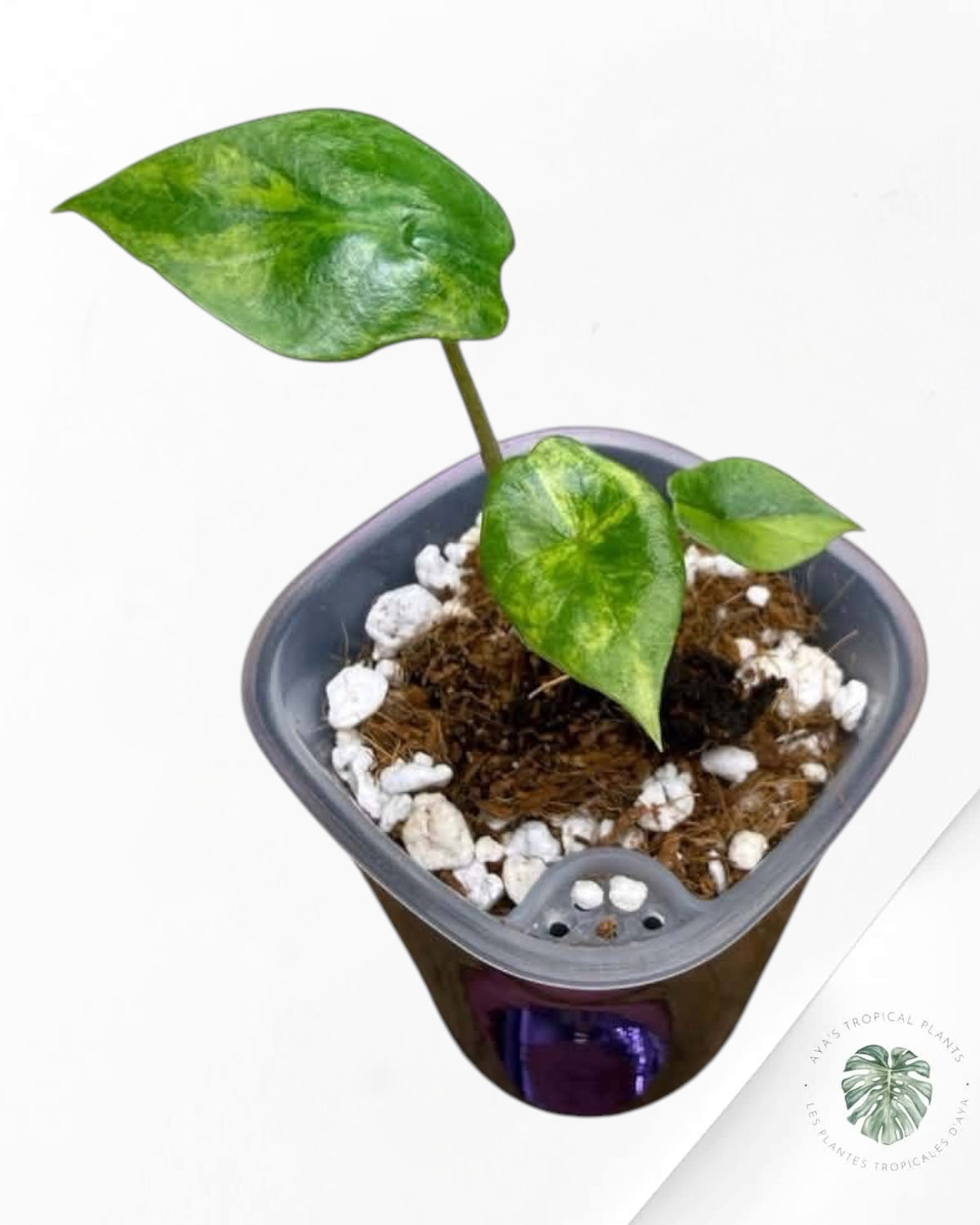 Alocasia Scalprum Aurea Variegated