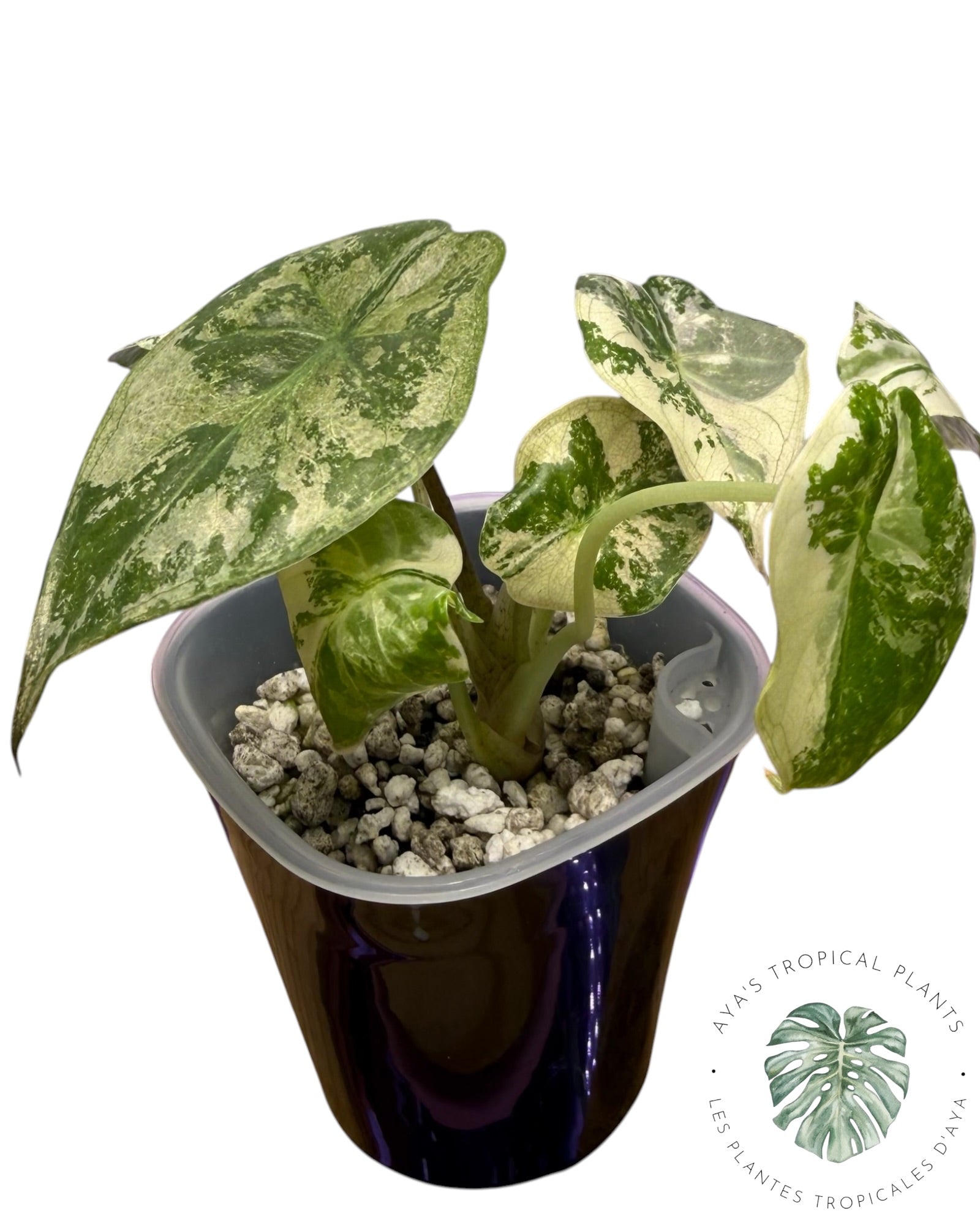 Alocasia Wentii Albo rose panaché