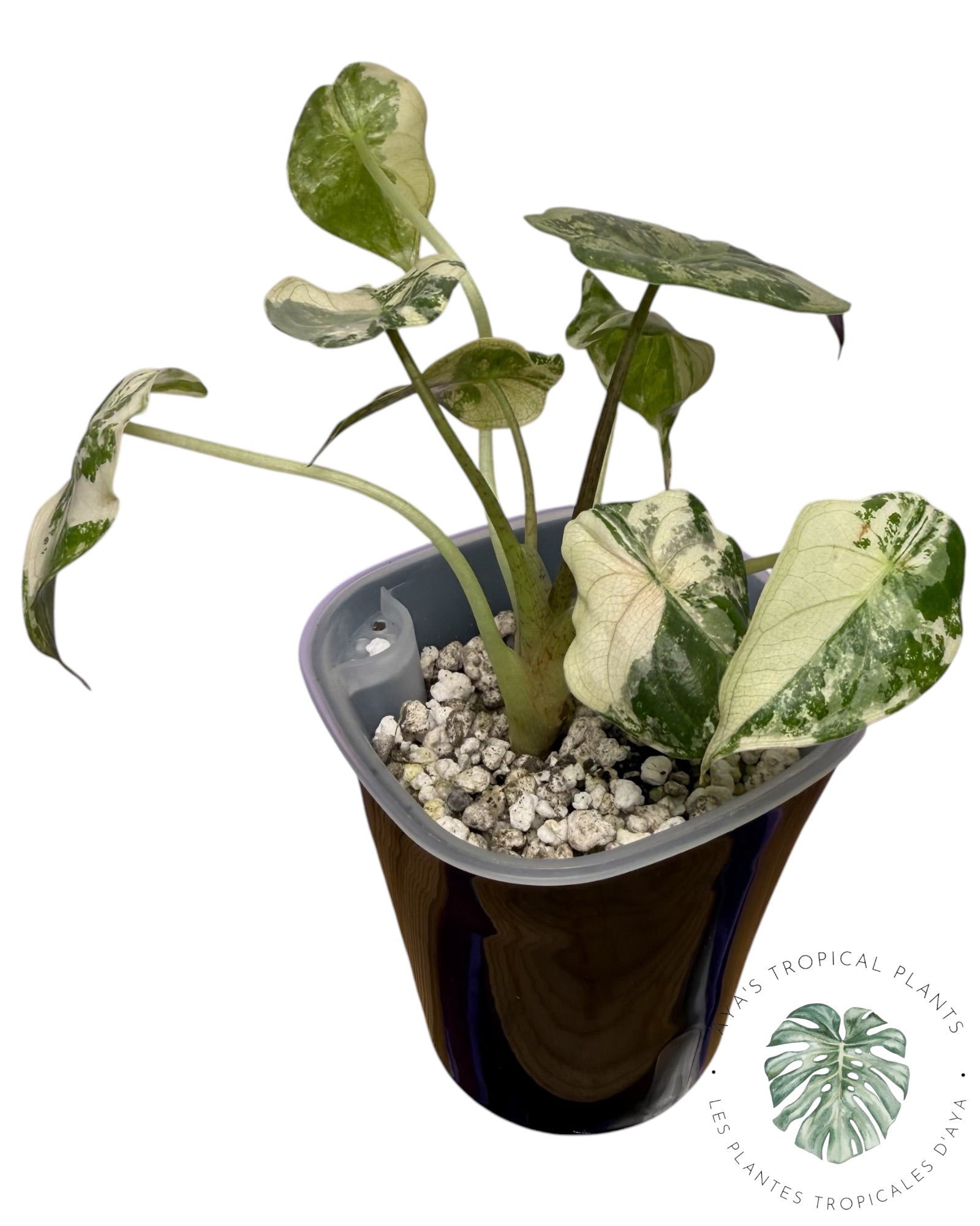 Alocasia Wentii Albo Pink Variegated