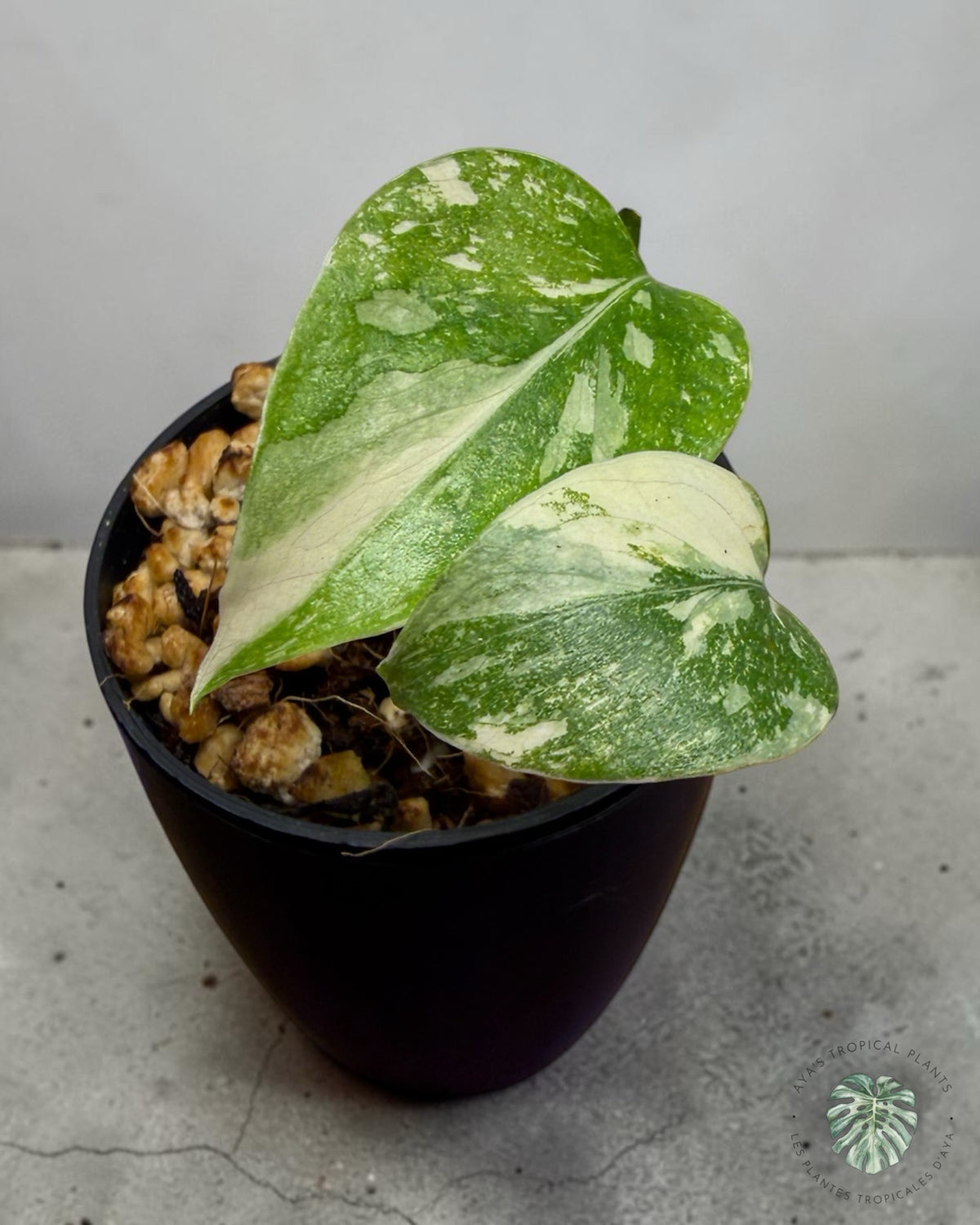 Monstera Thai Constellation Creme Brûlée