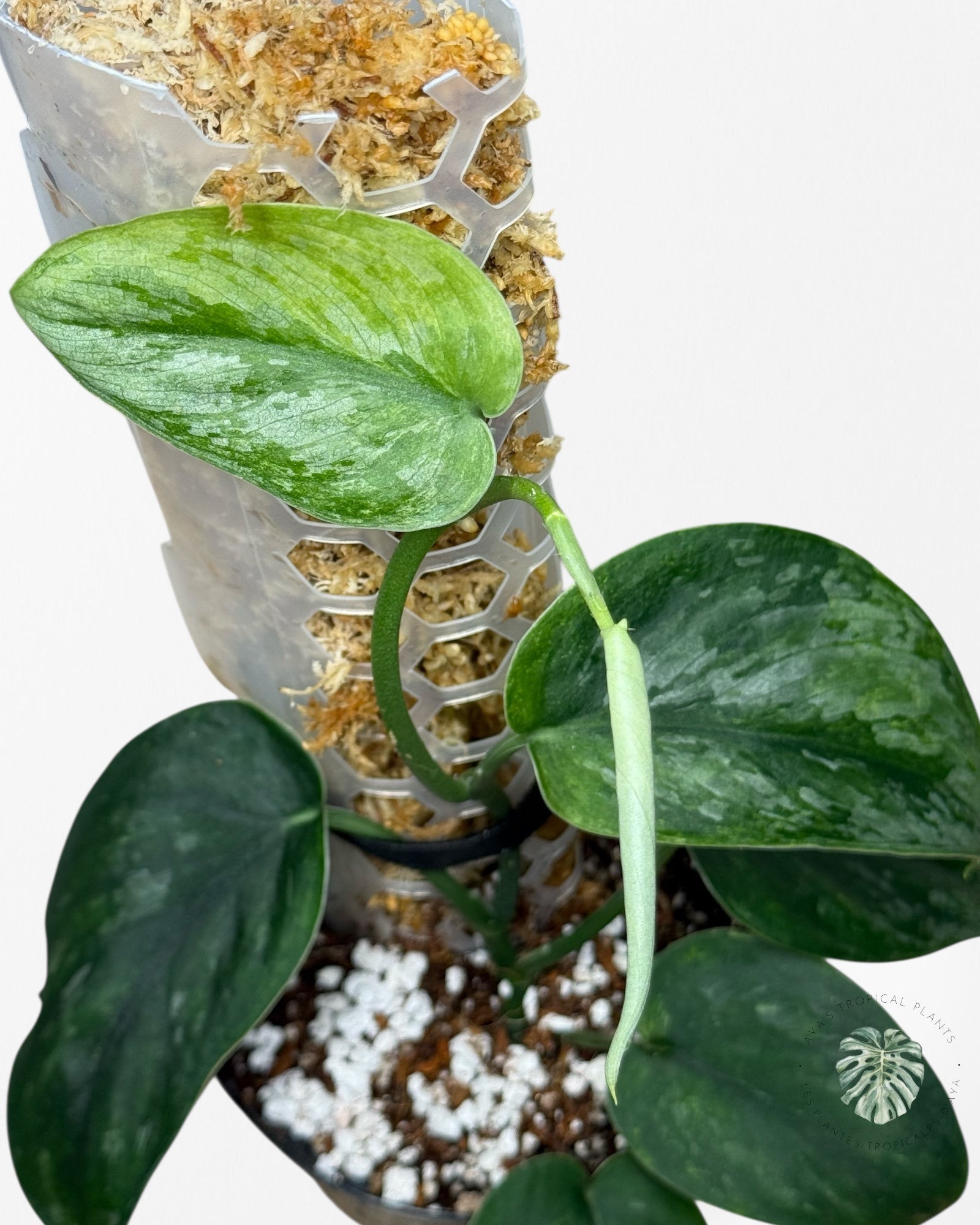 Scindapsus Parahyangan -T
