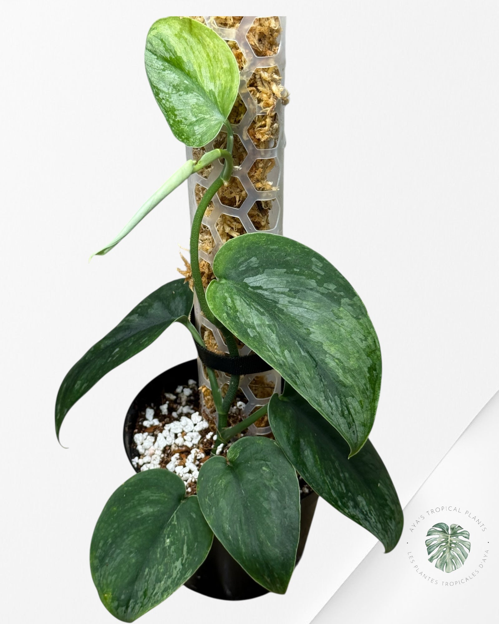 Scindapsus Parahyangan -T