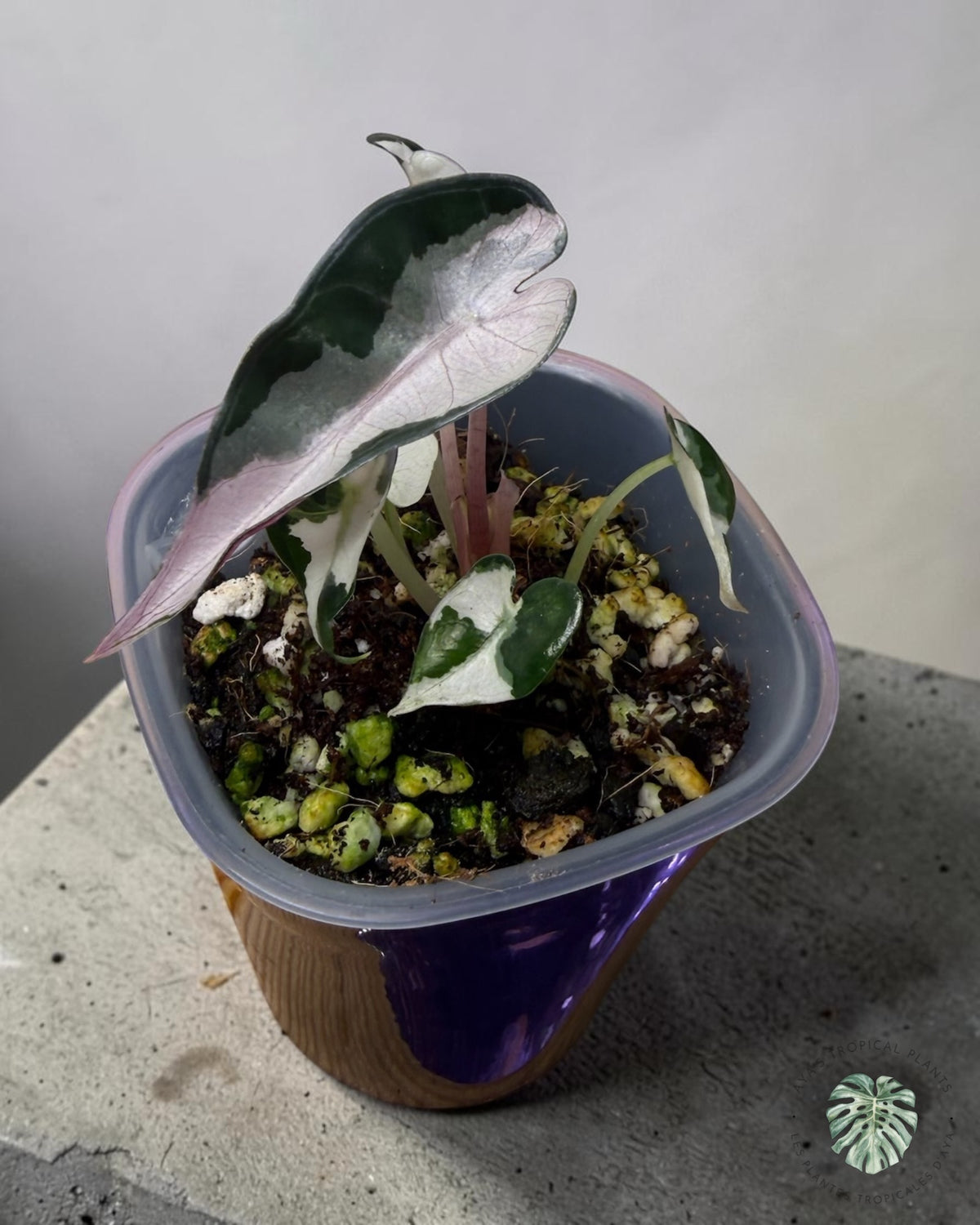 Alocasia Bambino Lava Variegated