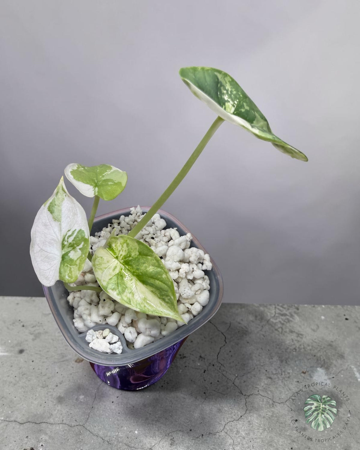 Alocasia Silver Dragon Albo