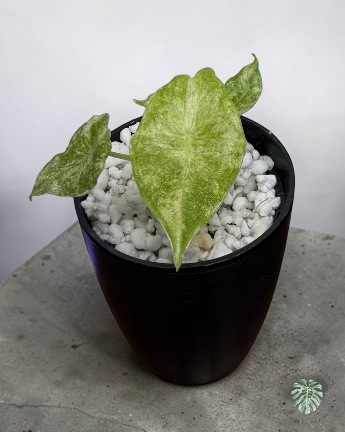 Alocasia Black Satun 'Stardust' panaché