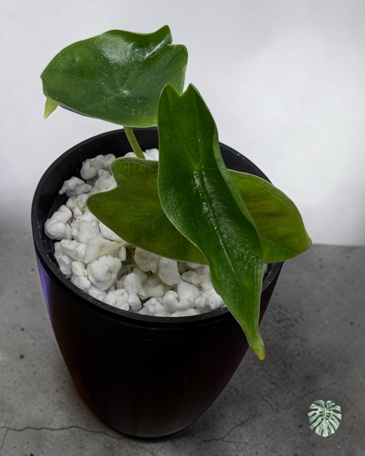 Alocasia Longiloba Purple