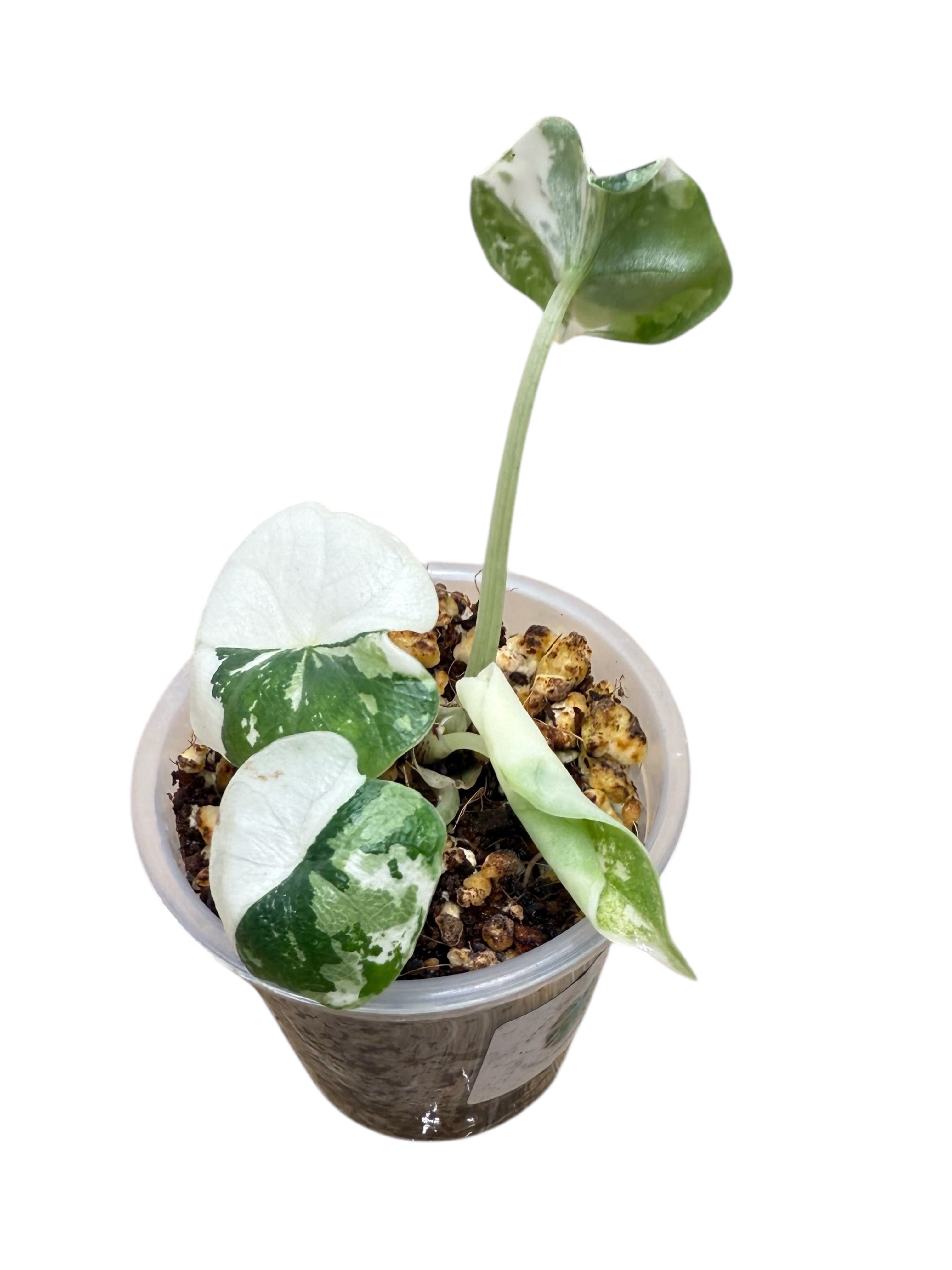 Alocasia Melo panachée Albo | Plante rare cultivée en culture tropicale | Plantes tropicales d'Aya