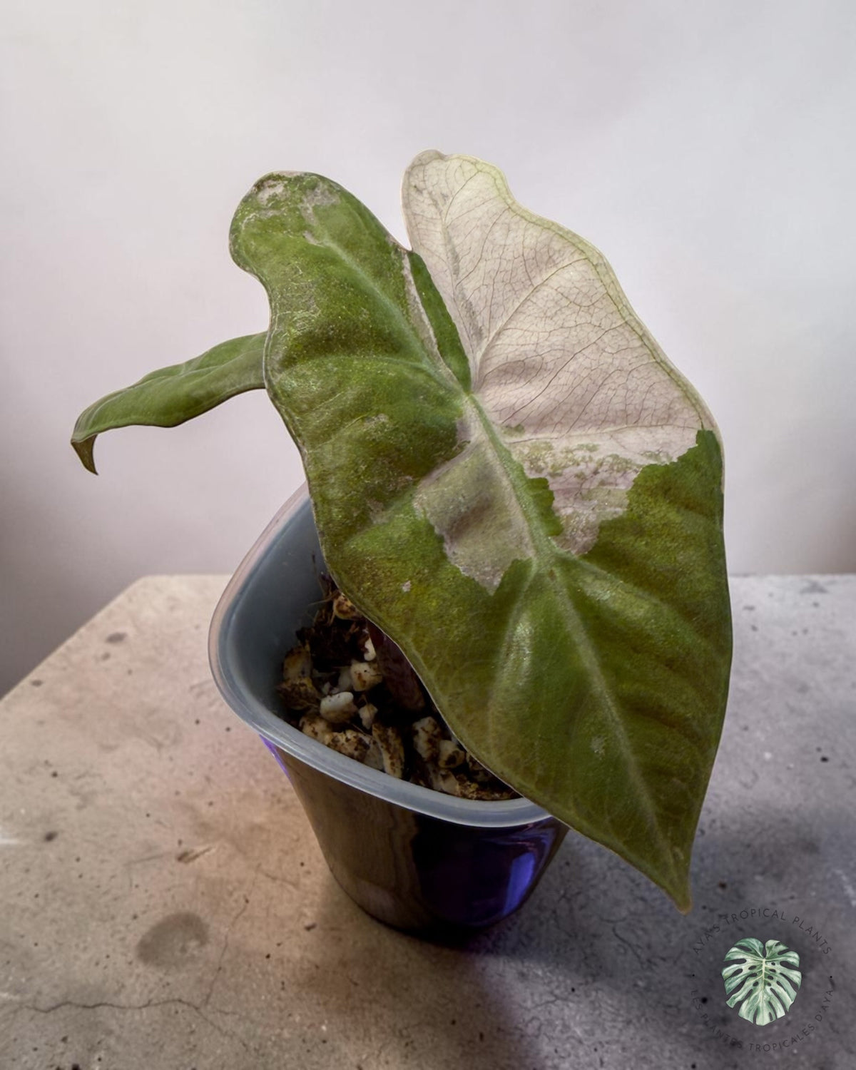 Alocasia Pseudo Sanderiana Pink
