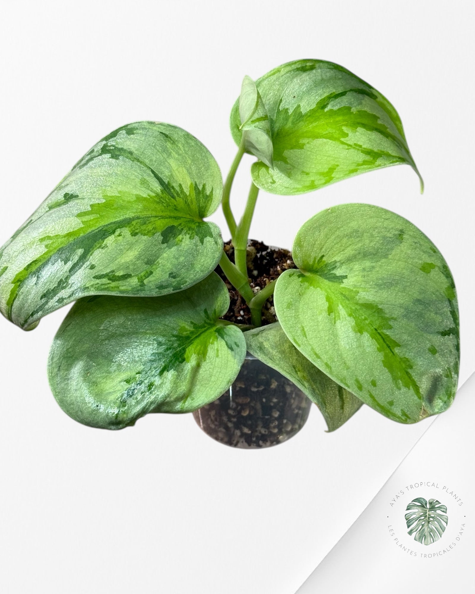 Scindapsus Yupa-EXP21