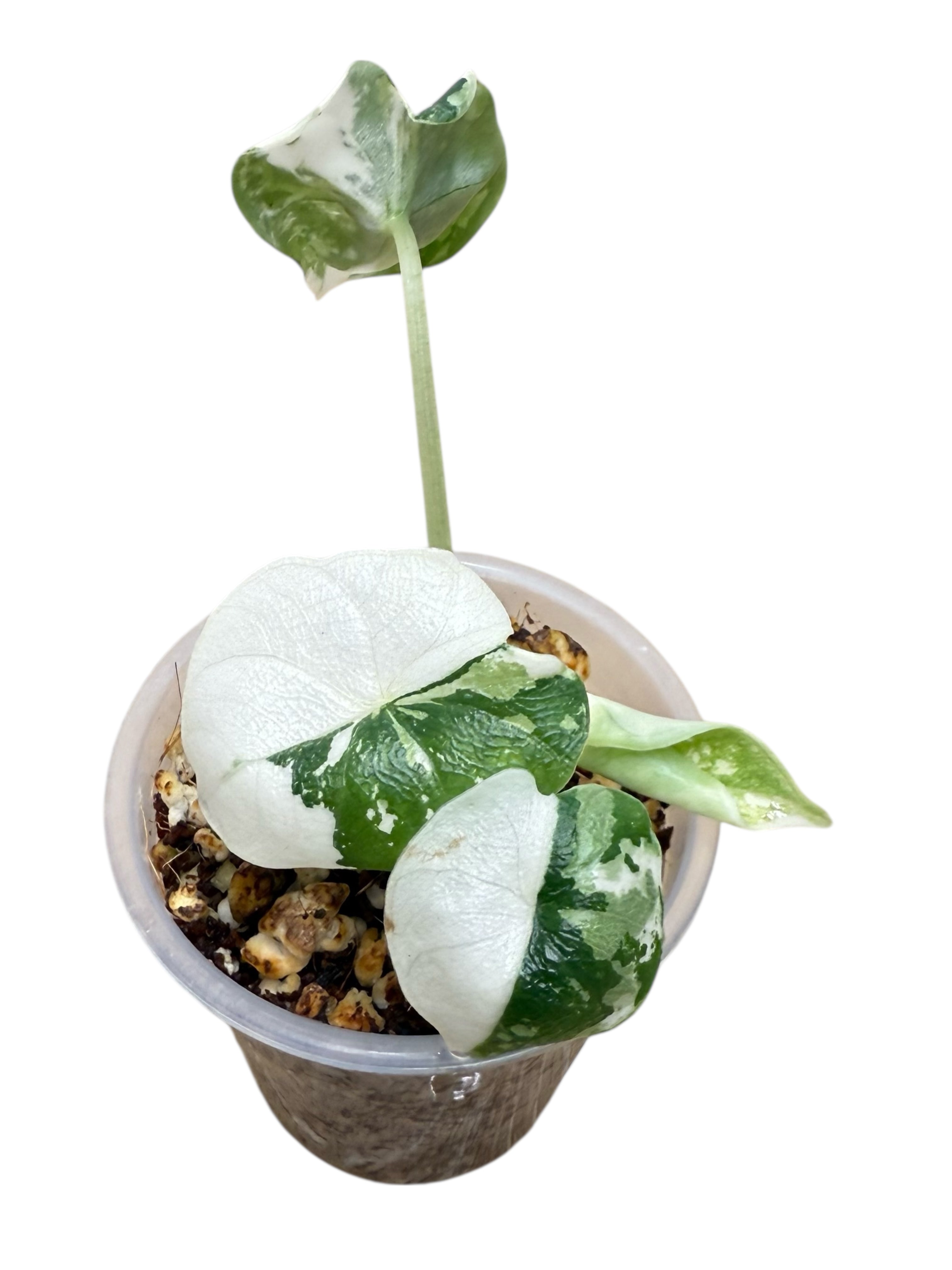 Alocasia Melo panachée Albo | Plante rare cultivée en culture tropicale | Plantes tropicales d'Aya