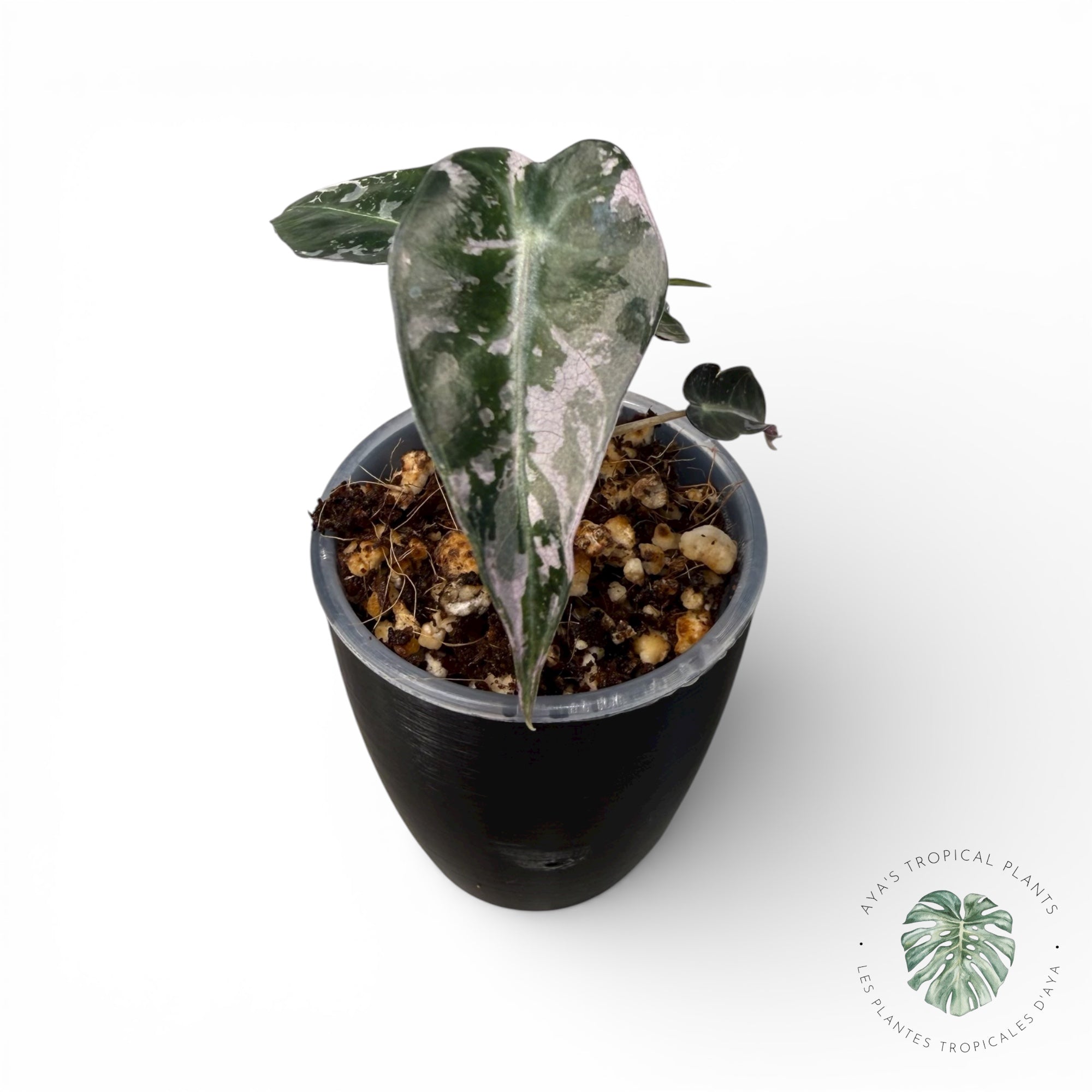 Alocasia Bambino Pink Variegated