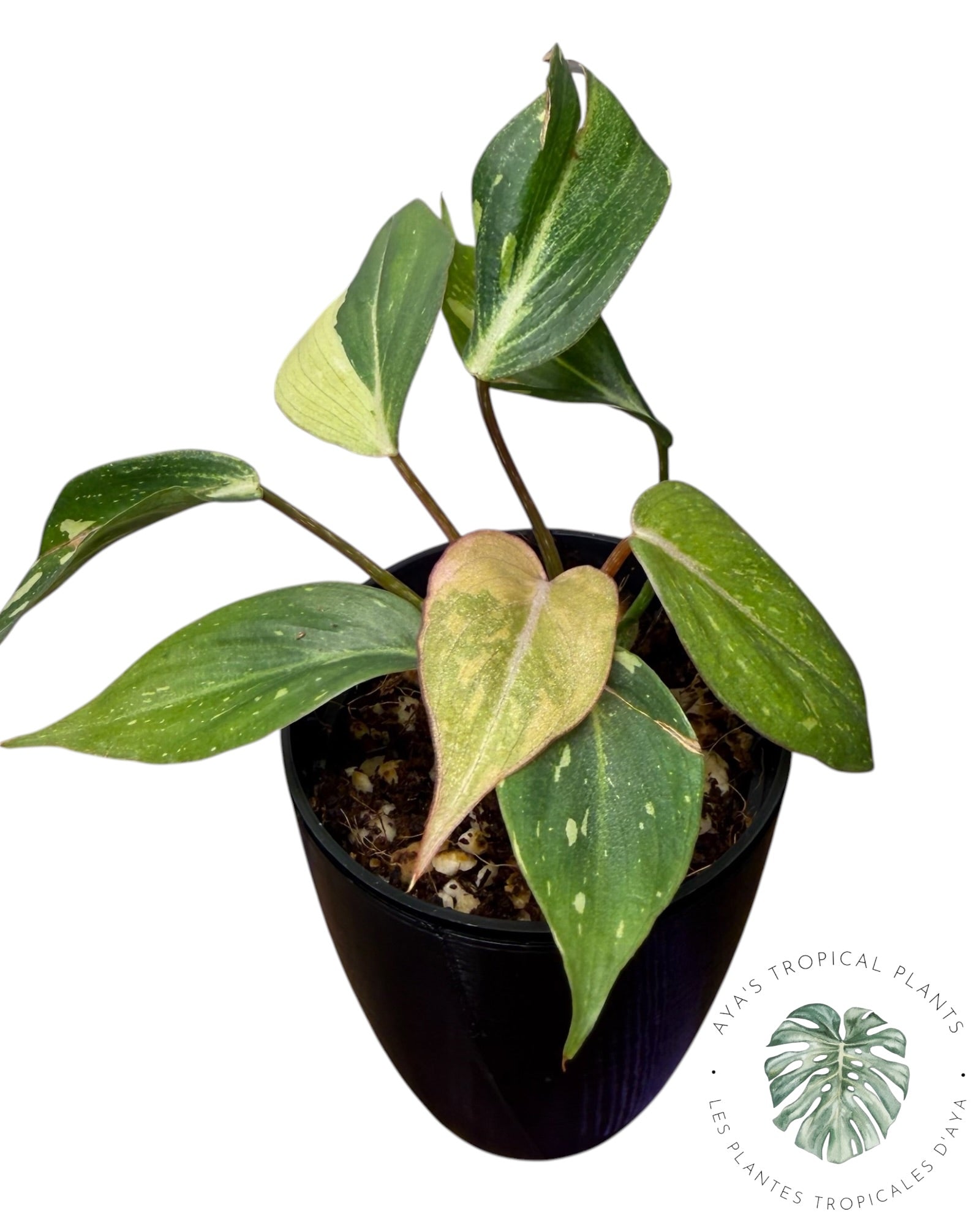 Philodendron Gloriosum Variegated
