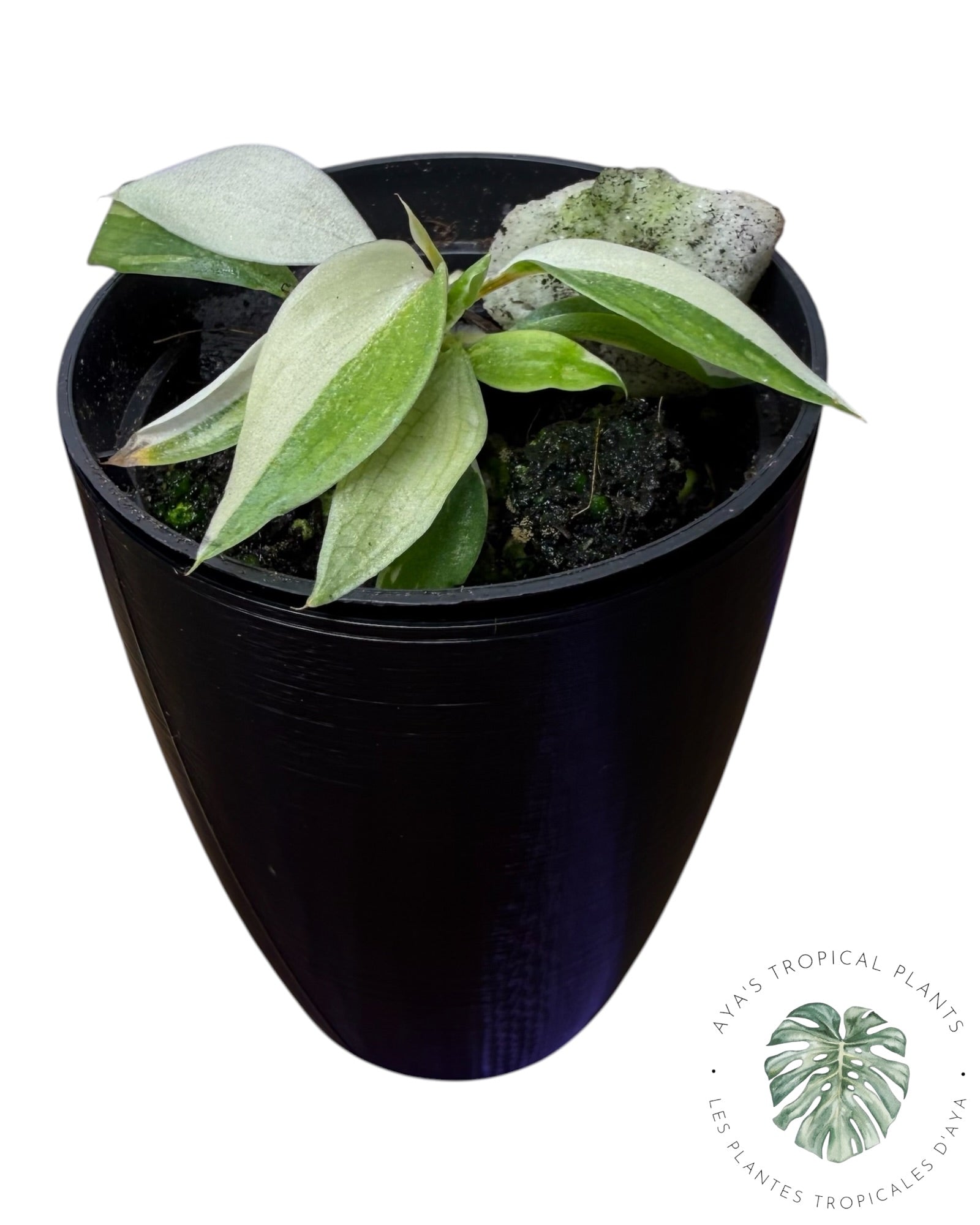 Philodendron Gloriosum Variegated