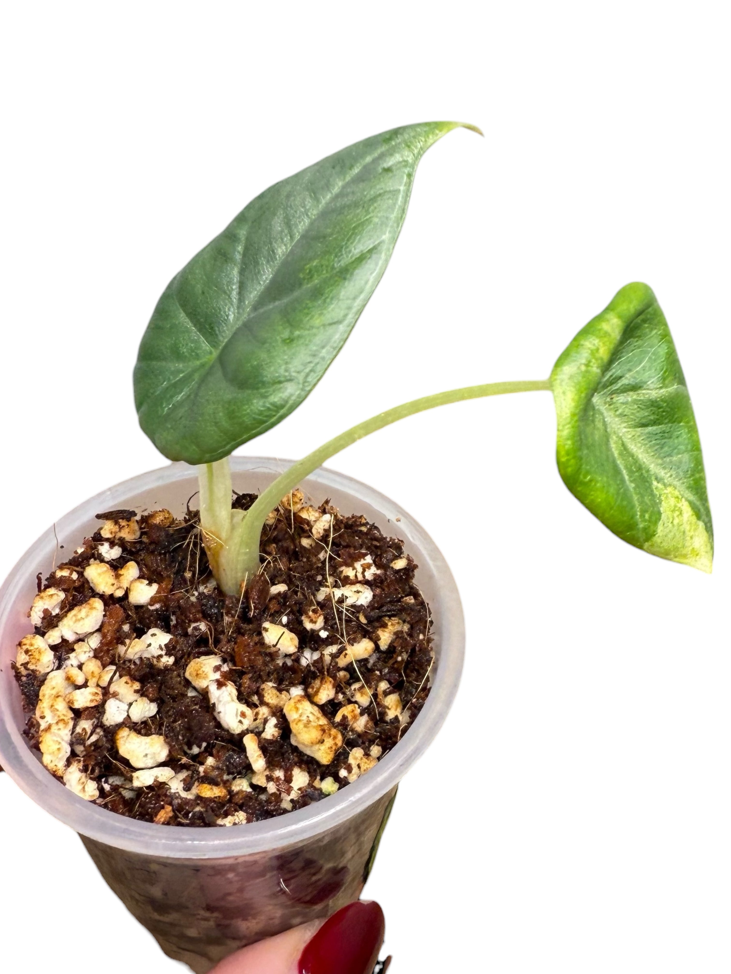 Alocasia Maharani Variegated Aurea| Rare TC Plant| Aya's Tropical Plants