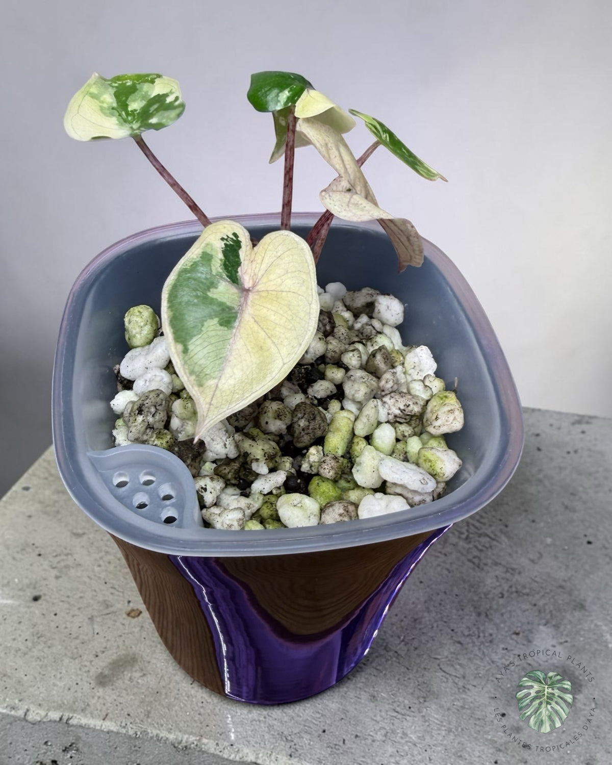 Alocasia Yucatan Princess Pink Variegated