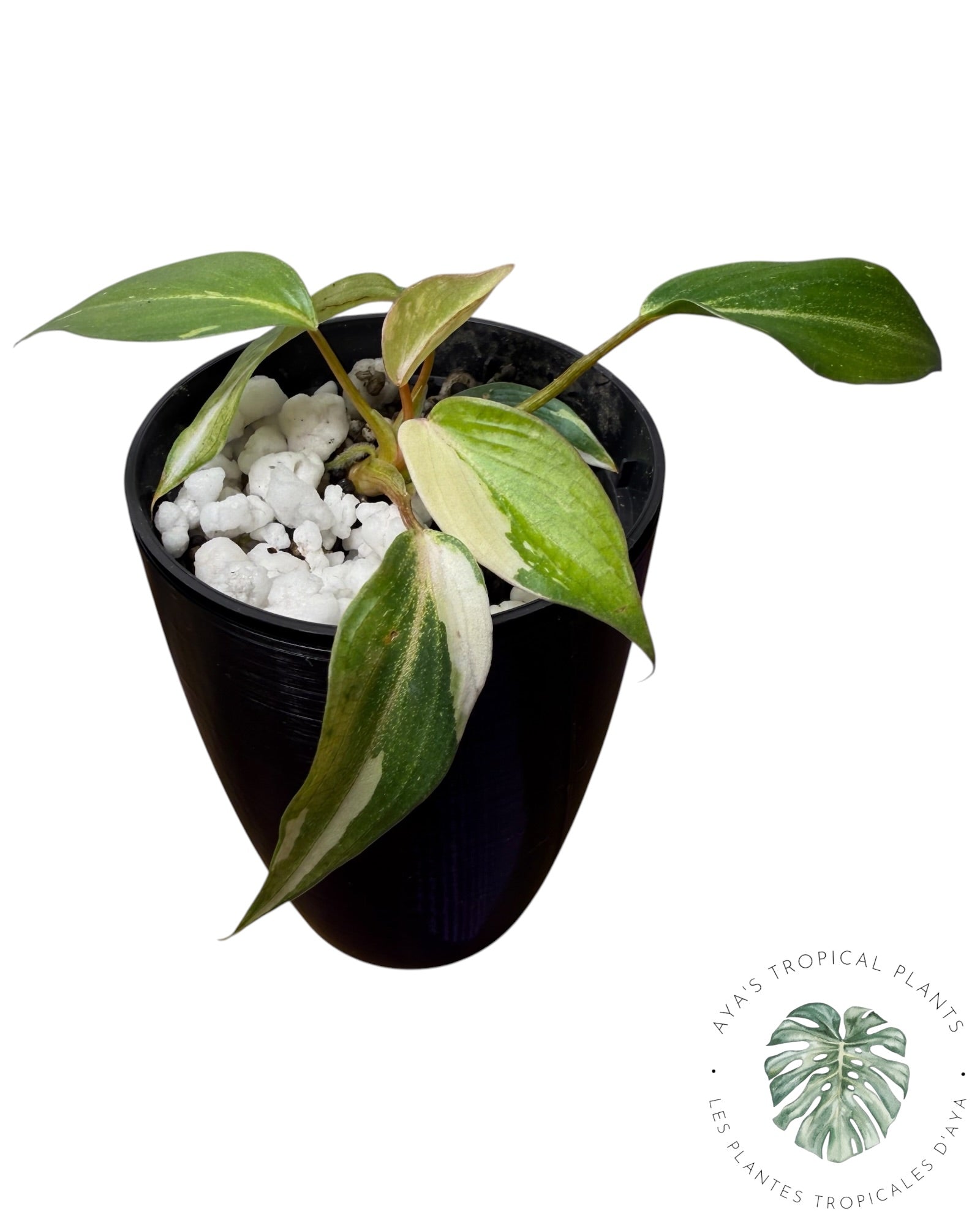 Philodendron Gloriosum Tricolor Variegated
