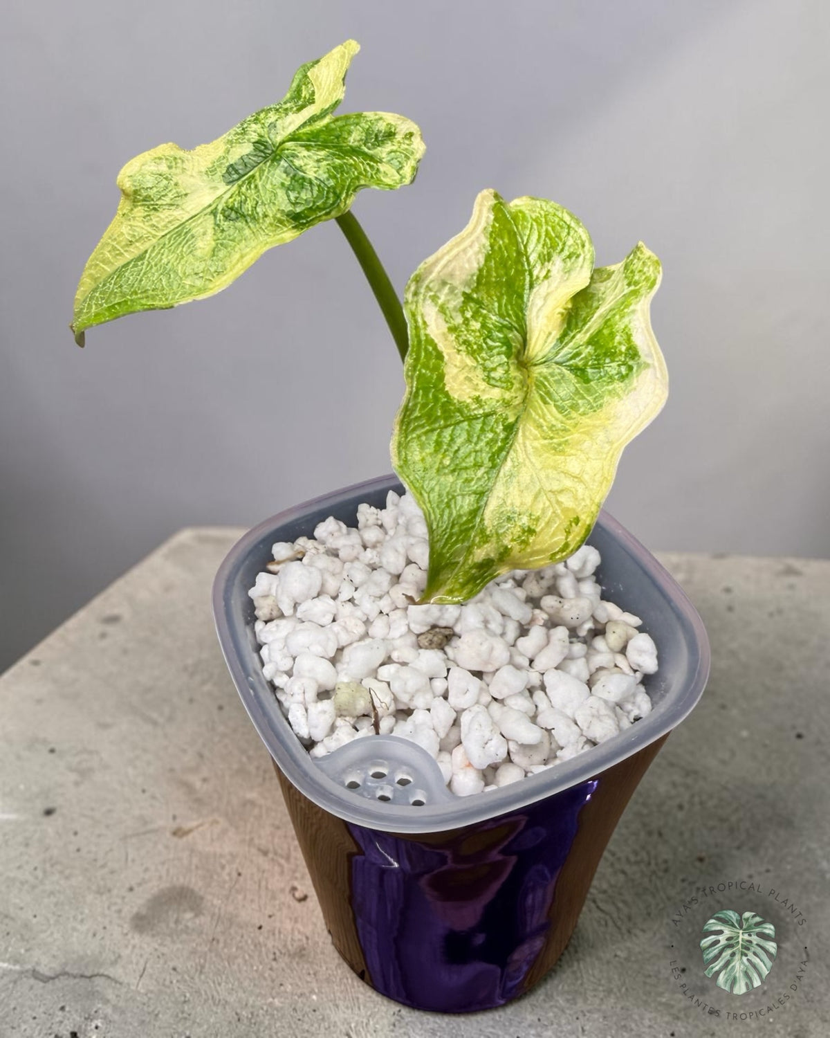 Alocasia Jacklyn panaché (Grade A)