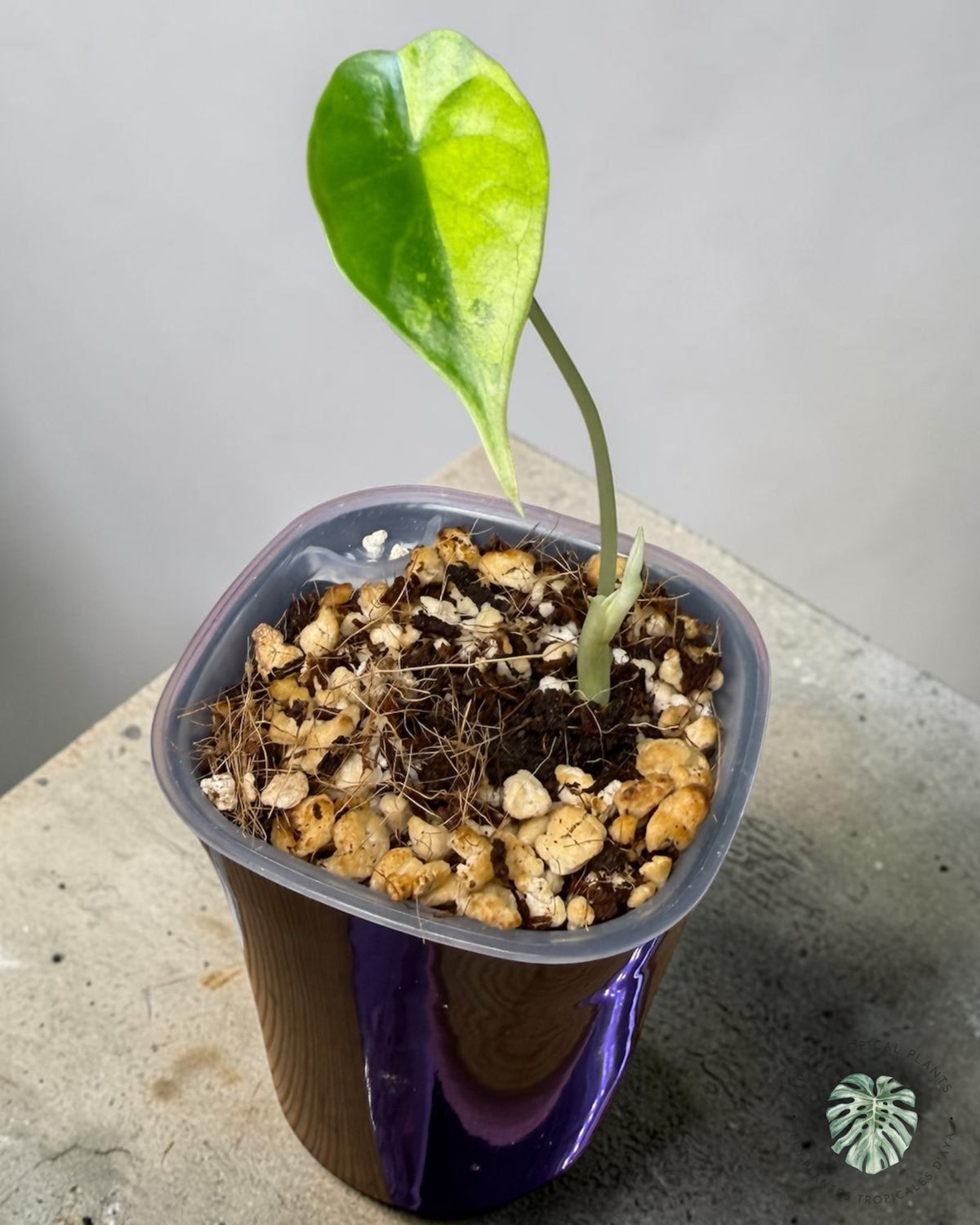 Alocasia Dragon Scale Aurea