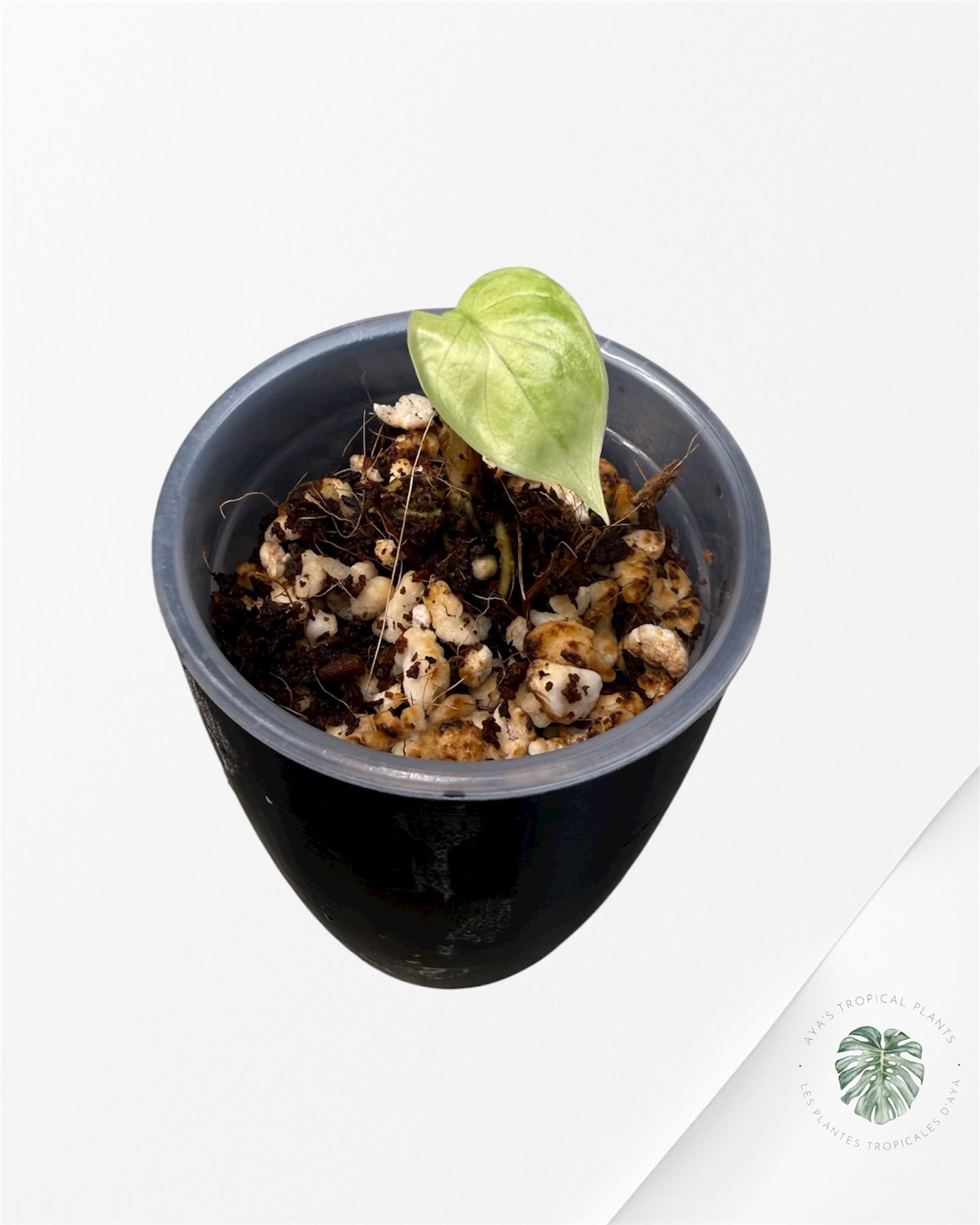 Alocasia Silver Dragon Aurea Variegated