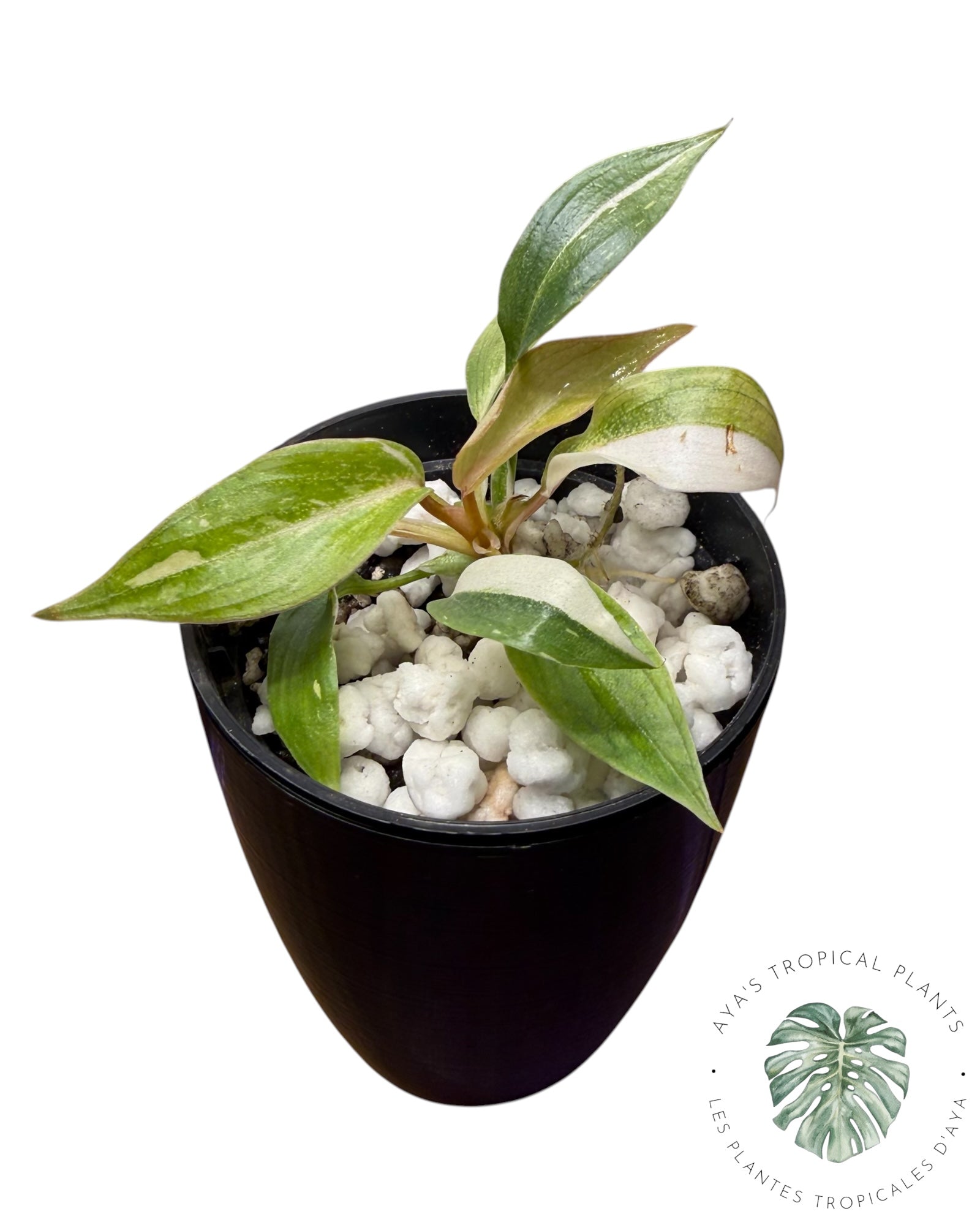 Philodendron Gloriosum Tricolor Variegated