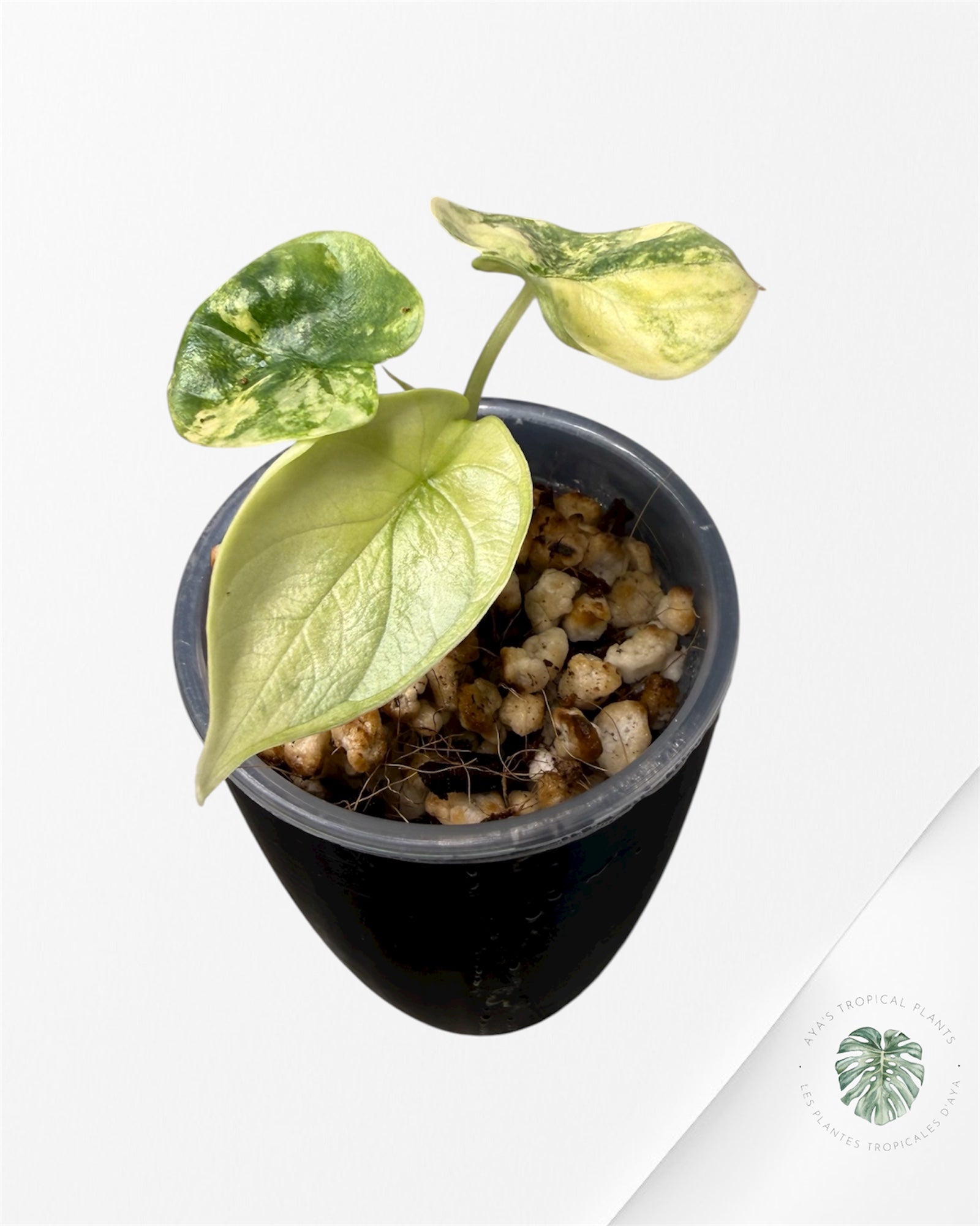 Alocasia Silver Dragon Aurea Variegated