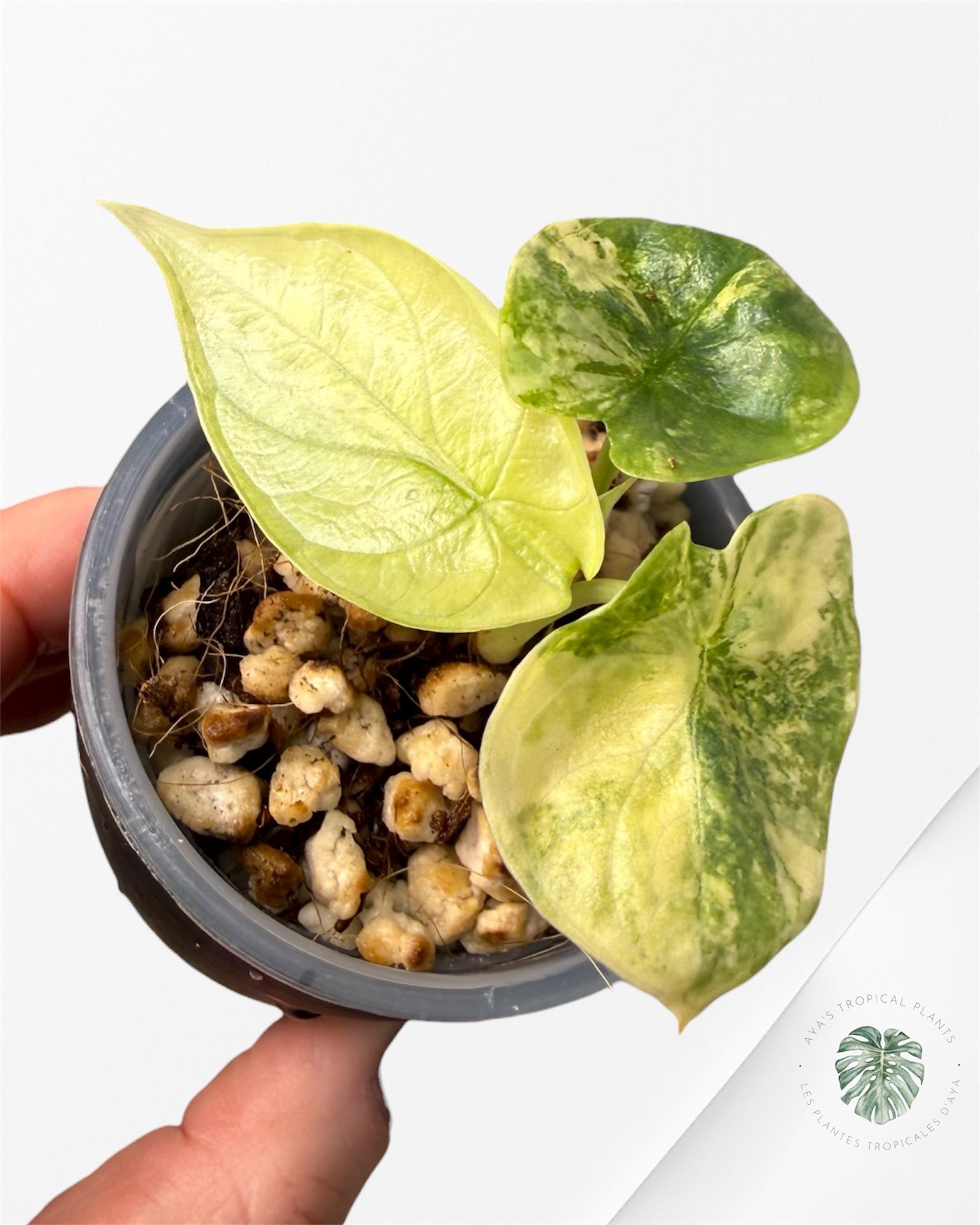 Alocasia Silver Dragon Aurea Variegated