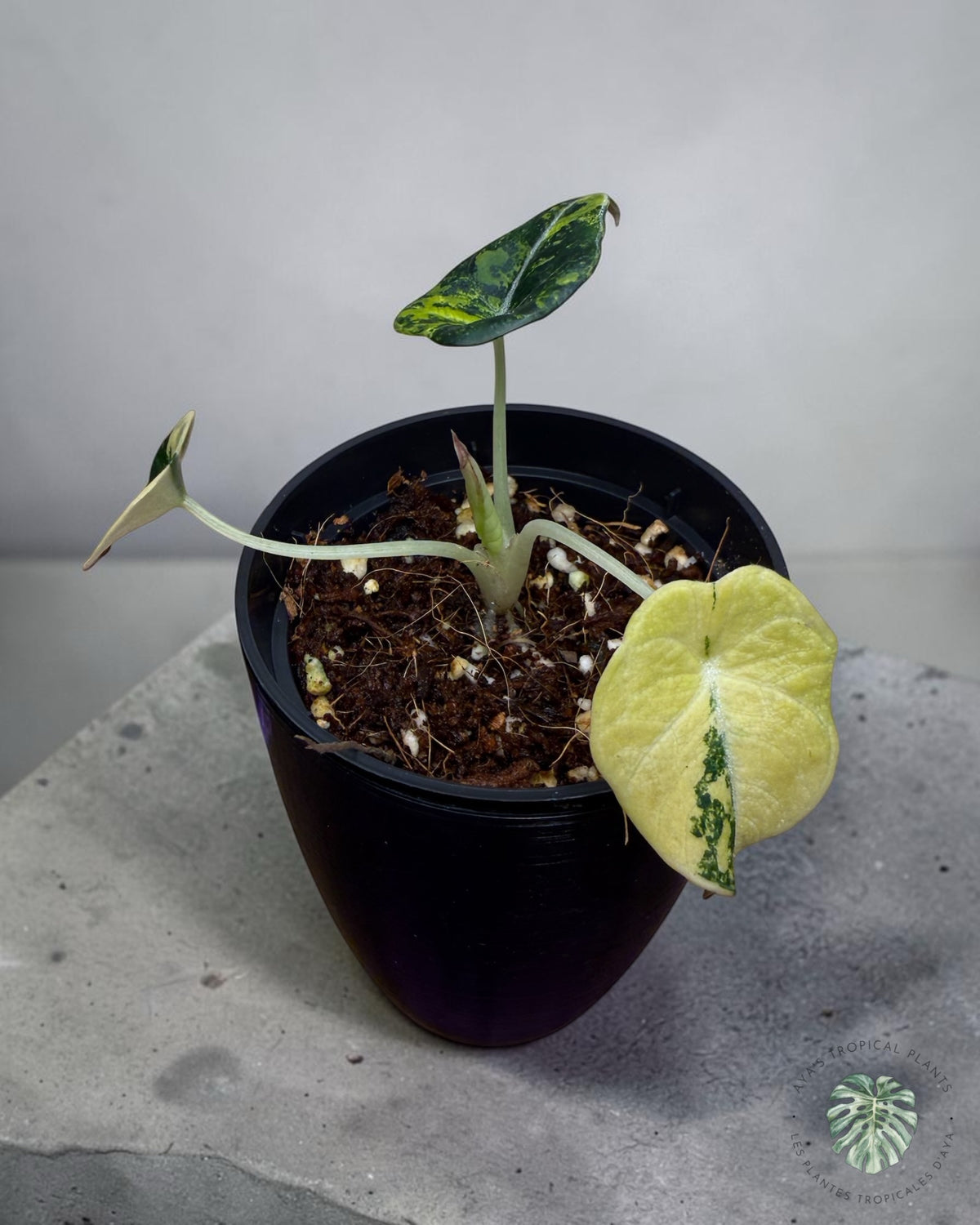 Alocasia Black Velvet Aurea