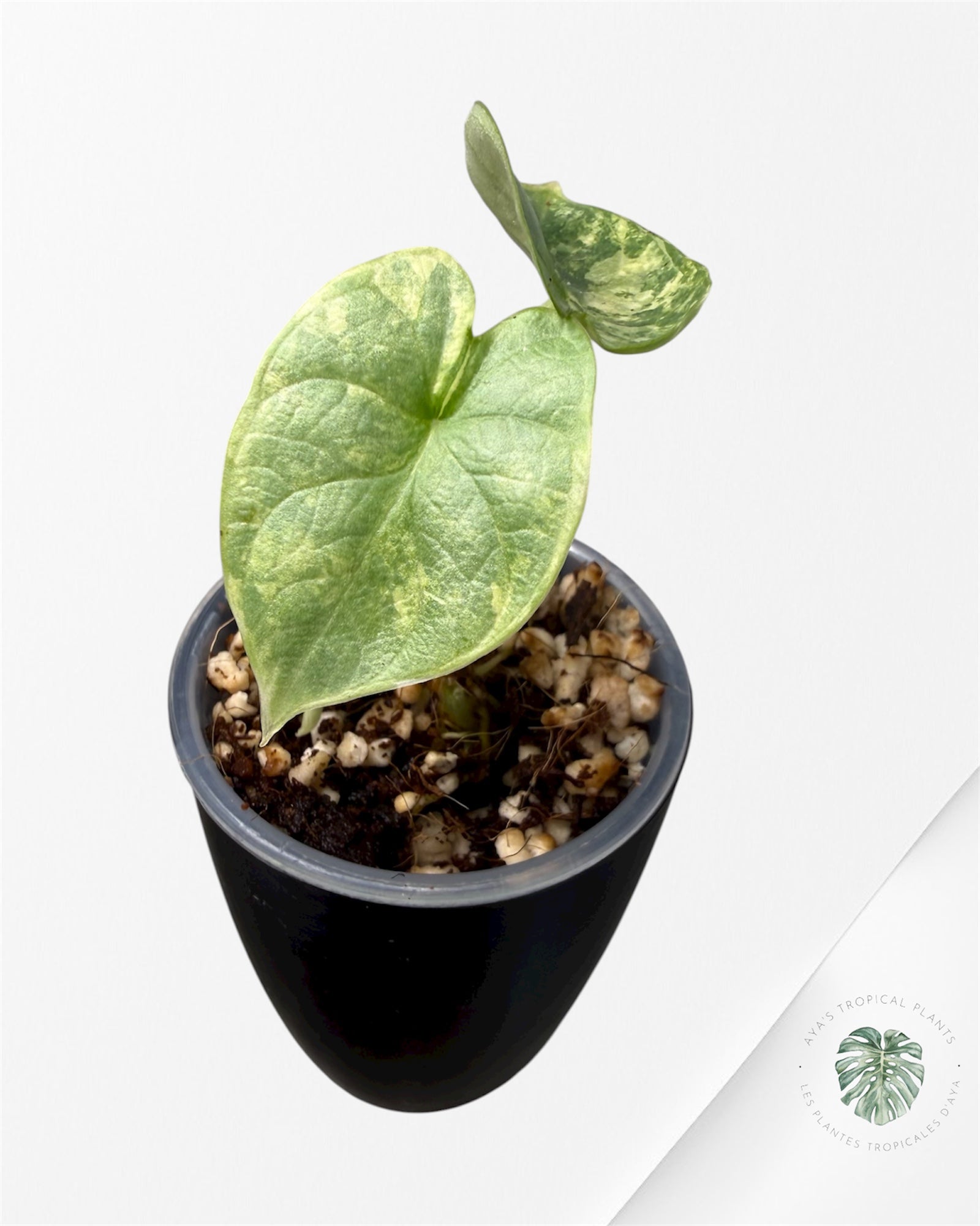 Alocasia Silver Dragon Aurea Variegated