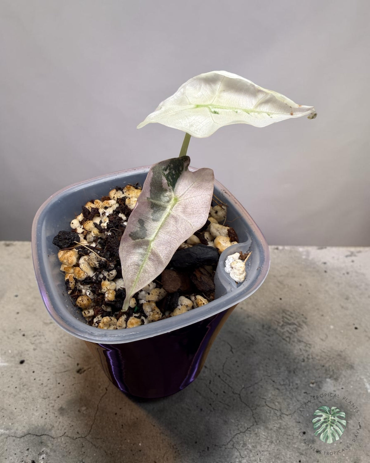 Alocasia Polly Flocon de neige rose