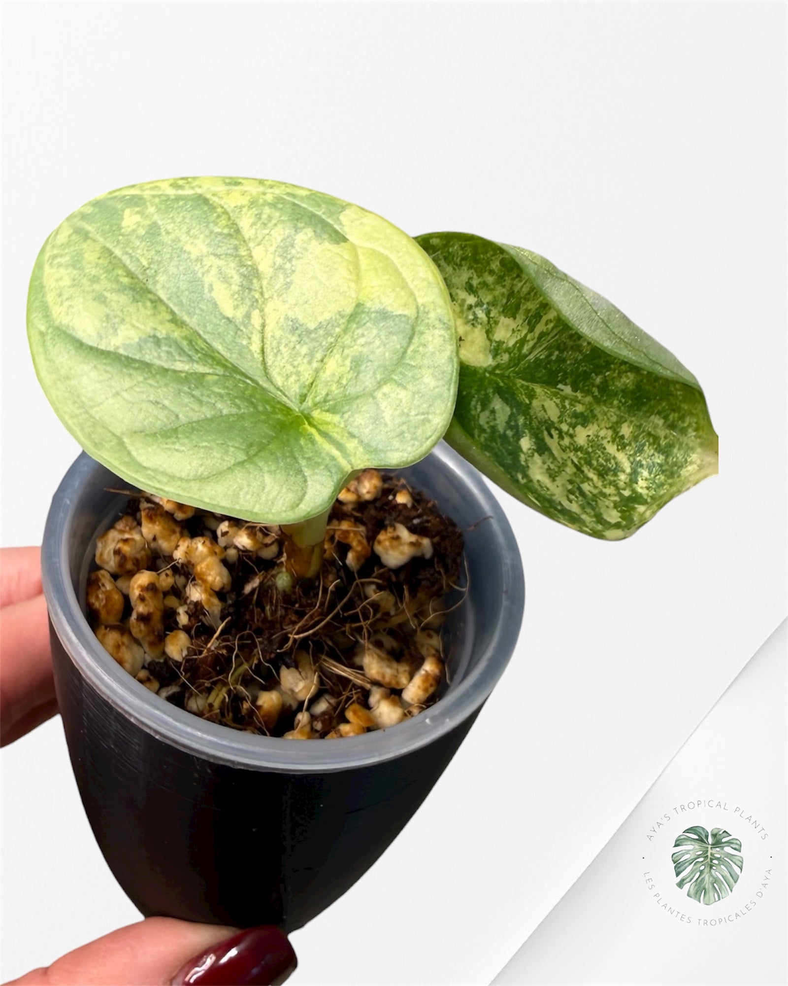 Alocasia Silver Dragon Aurea Variegated