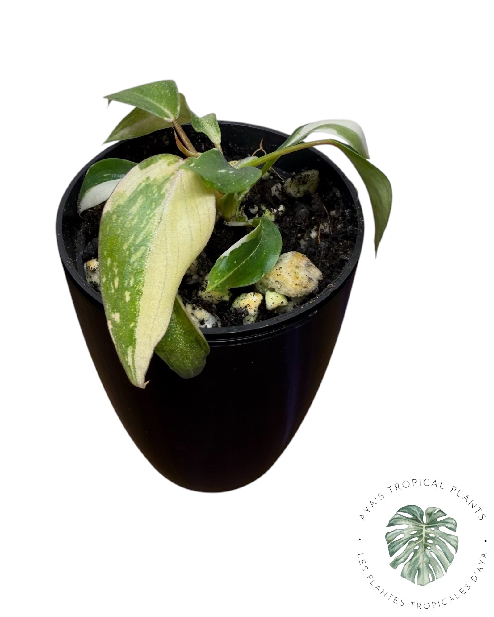 Philodendron Gloriosum Variegated