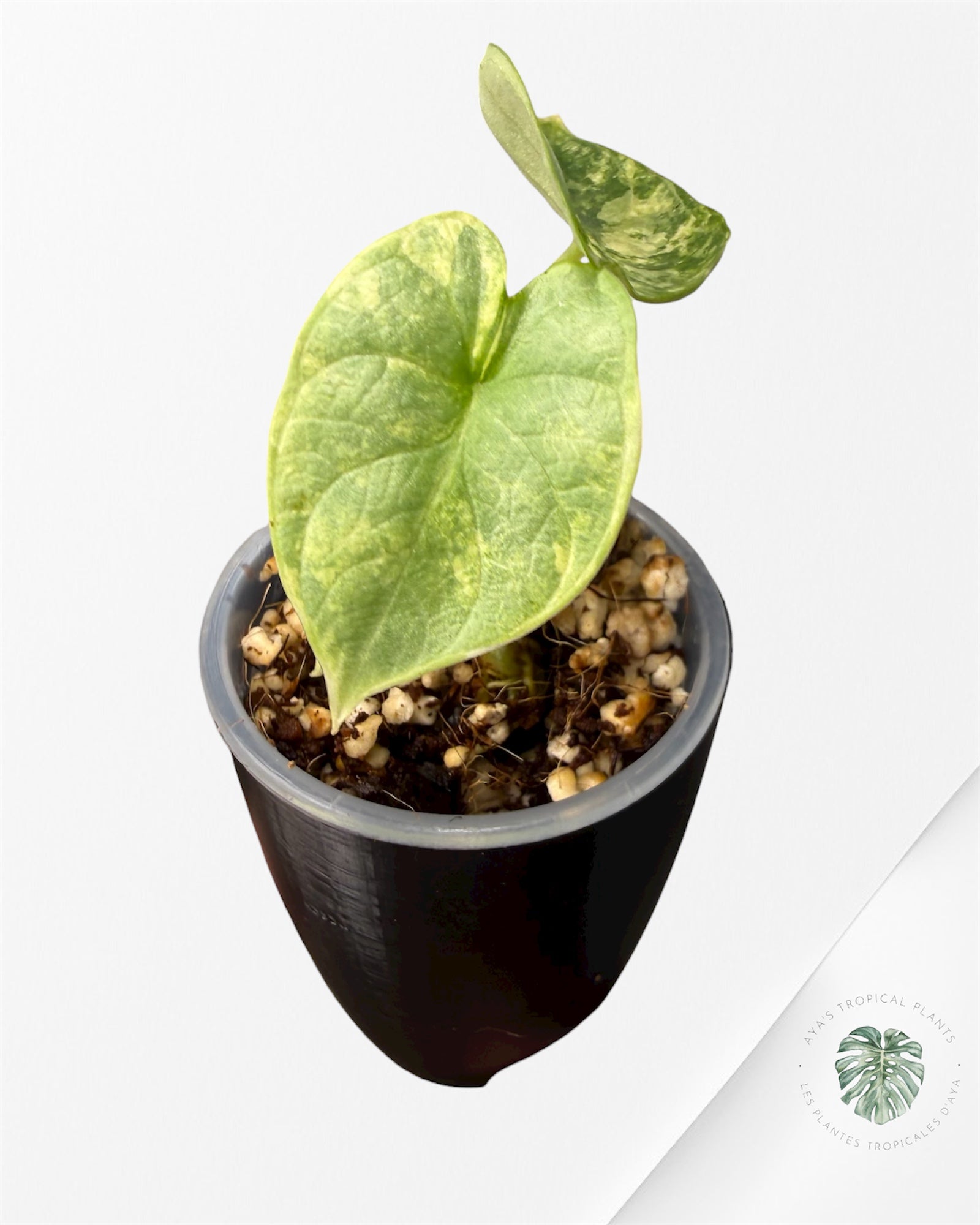 Alocasia Silver Dragon Aurea Variegated