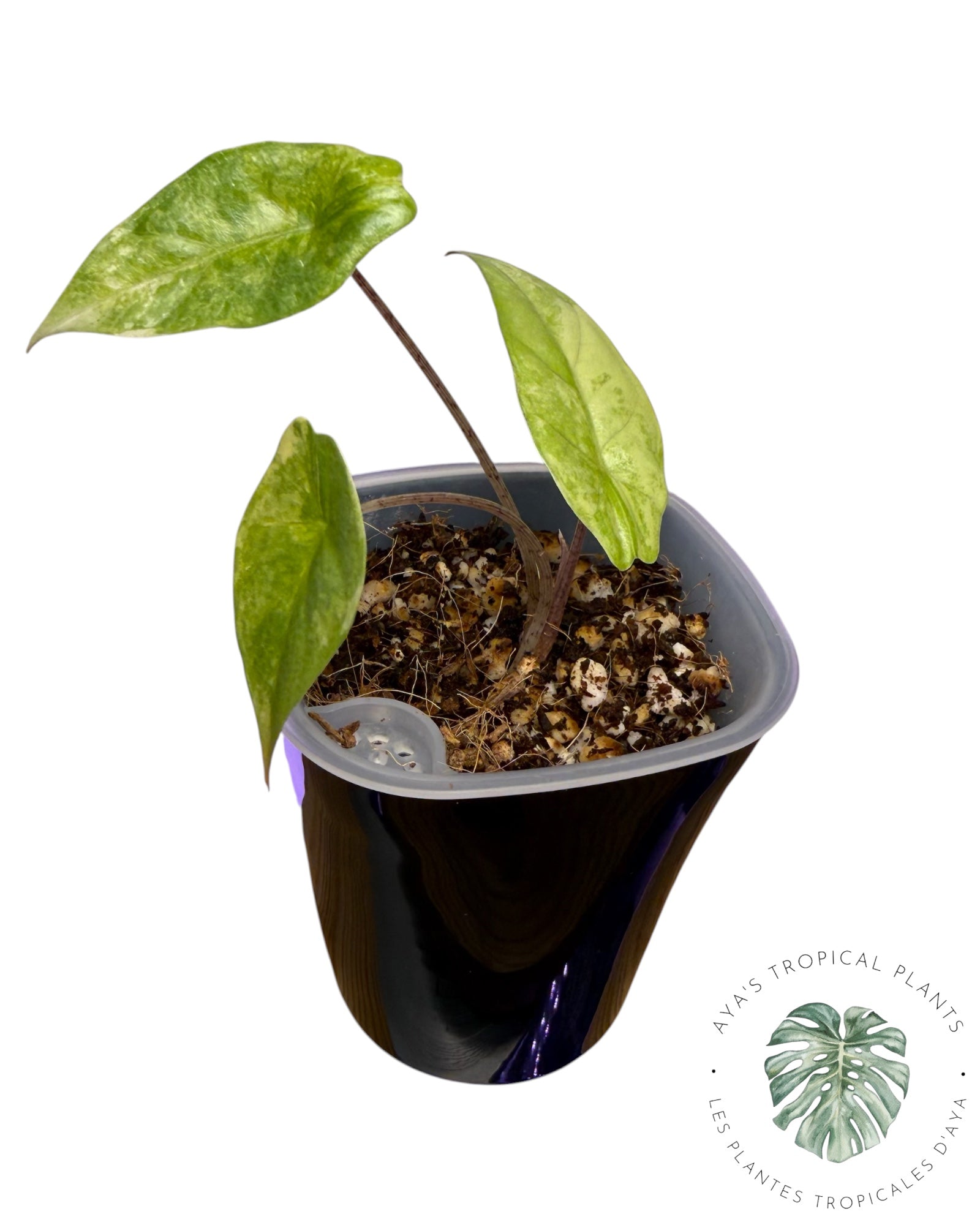 Alocasia Heterophylla Metallic Blue Aurea Variegated