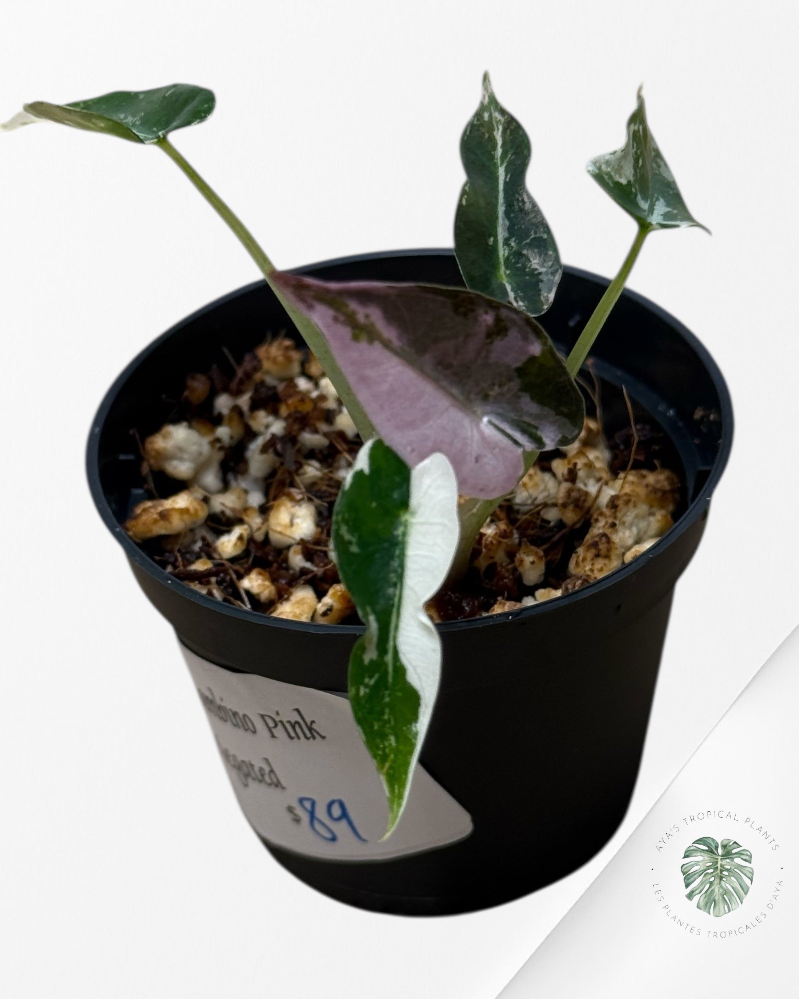 Alocasia Bambino Variegated (pink) - 3