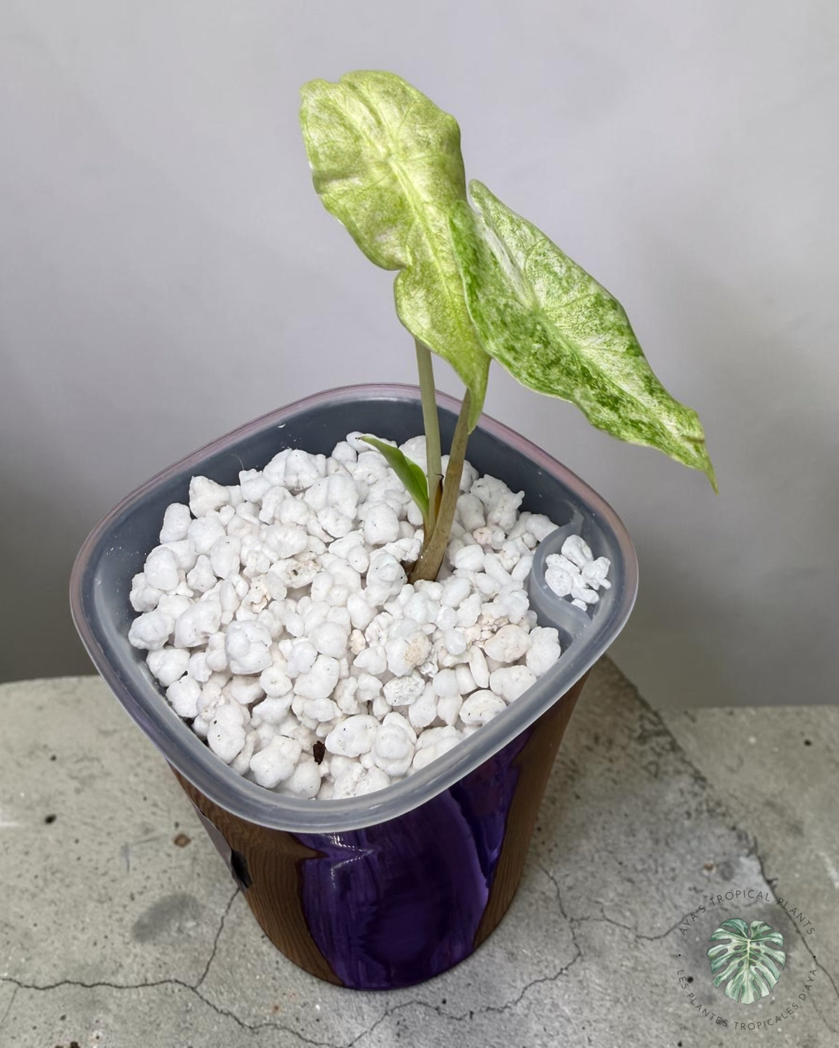 Alocasia Black Satun ‘Stardust’ Variegated
