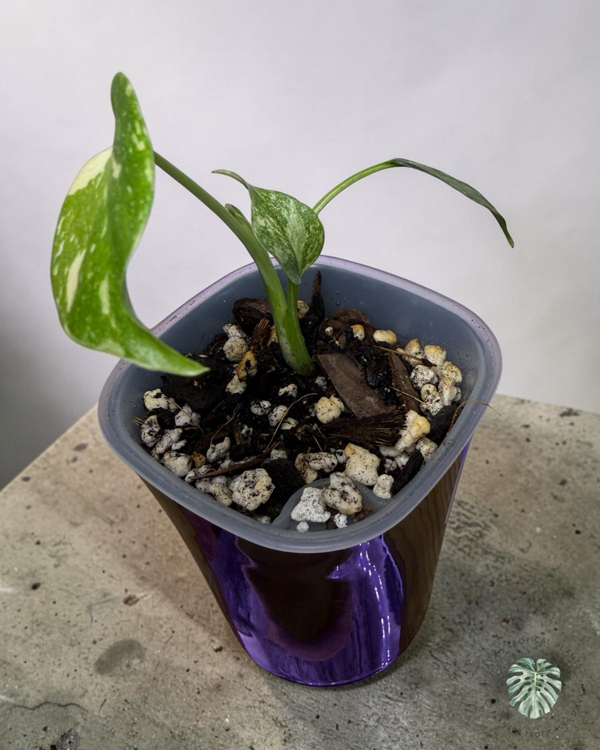 Monstera Thai Constellation Creme Brûlé