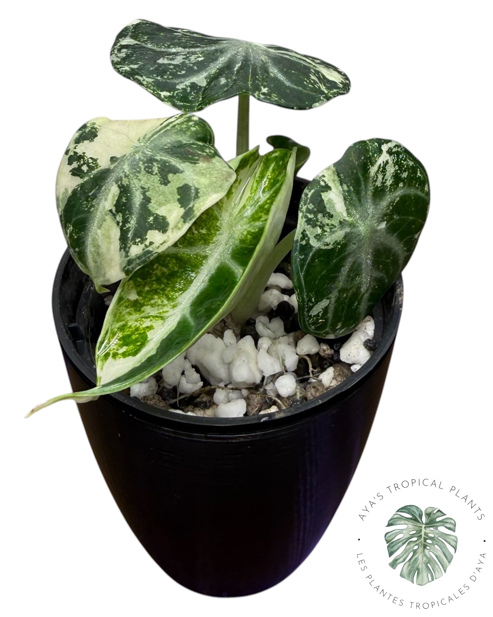 Alocasia Ninja Albo Variegated