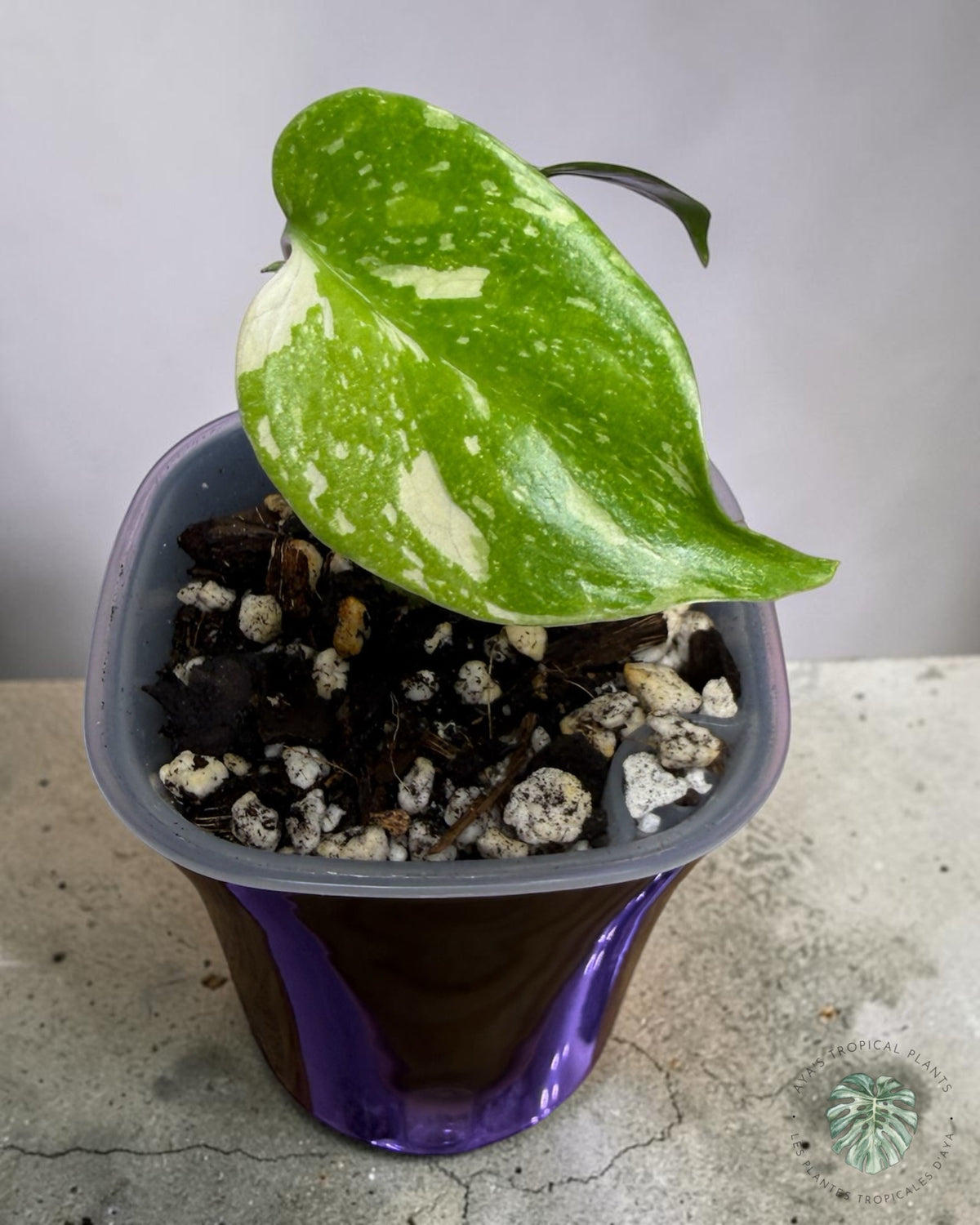 Monstera Thai Constellation Creme Brûlé