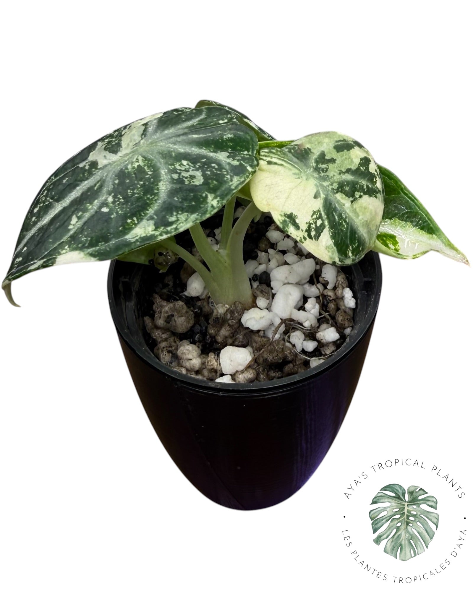 Alocasia Ninja Albo Variegated