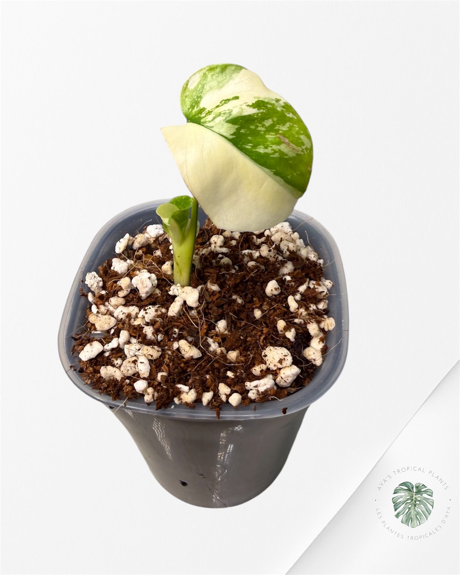 Monstera Deliciosa ‘Lemon Pom Pom’