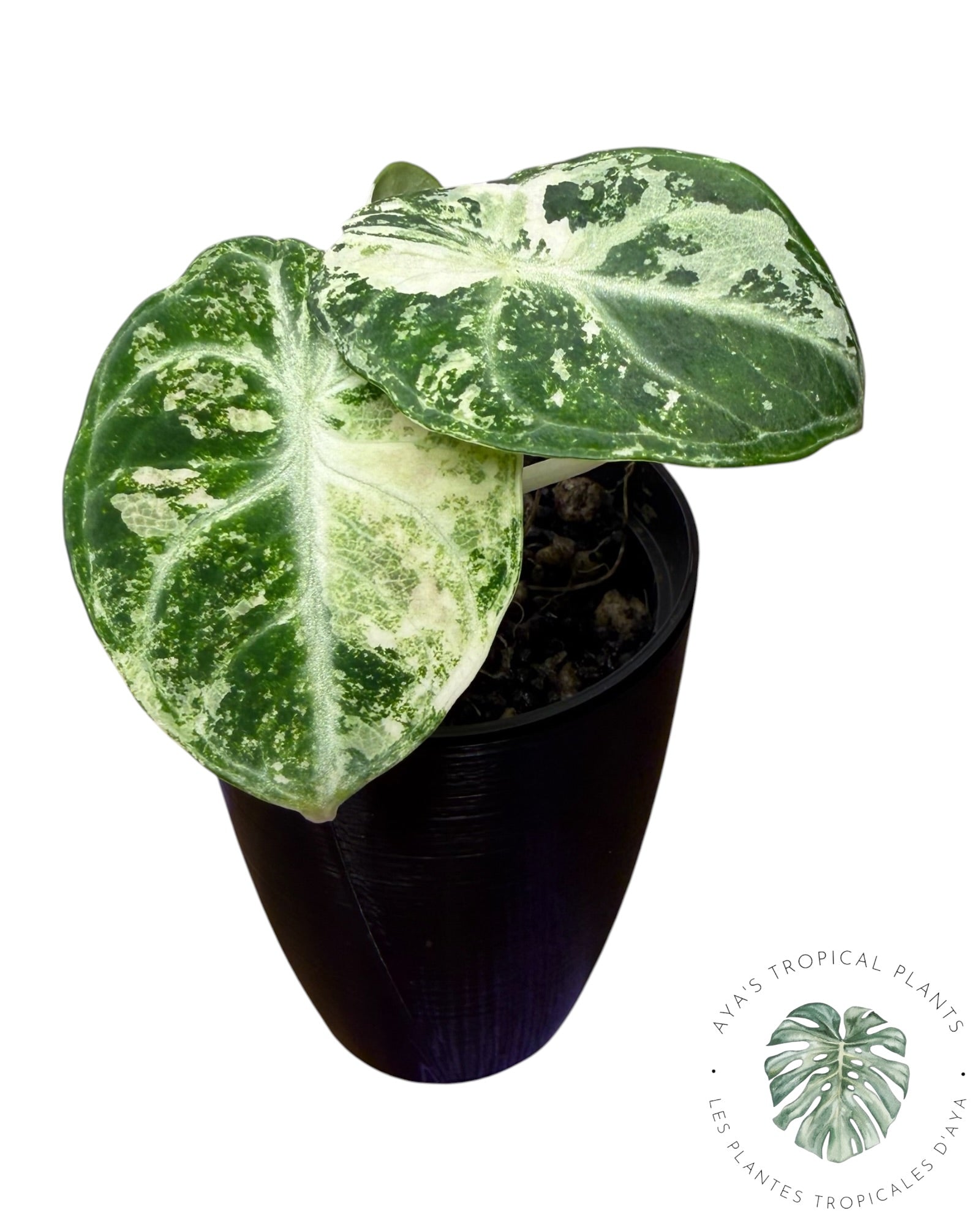 Alocasia Ninja Albo panaché
