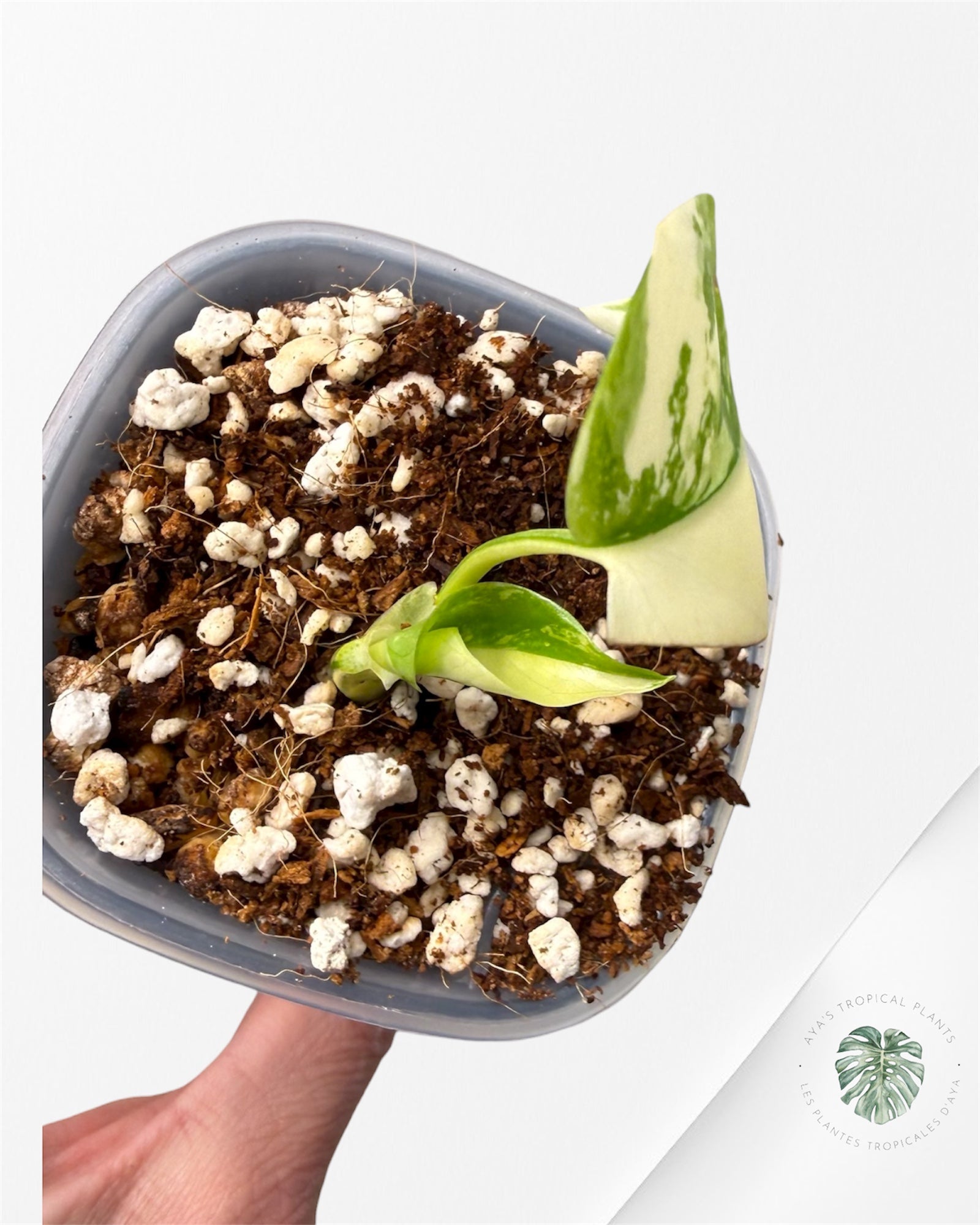 Monstera Deliciosa ‘Lemon Pom Pom’