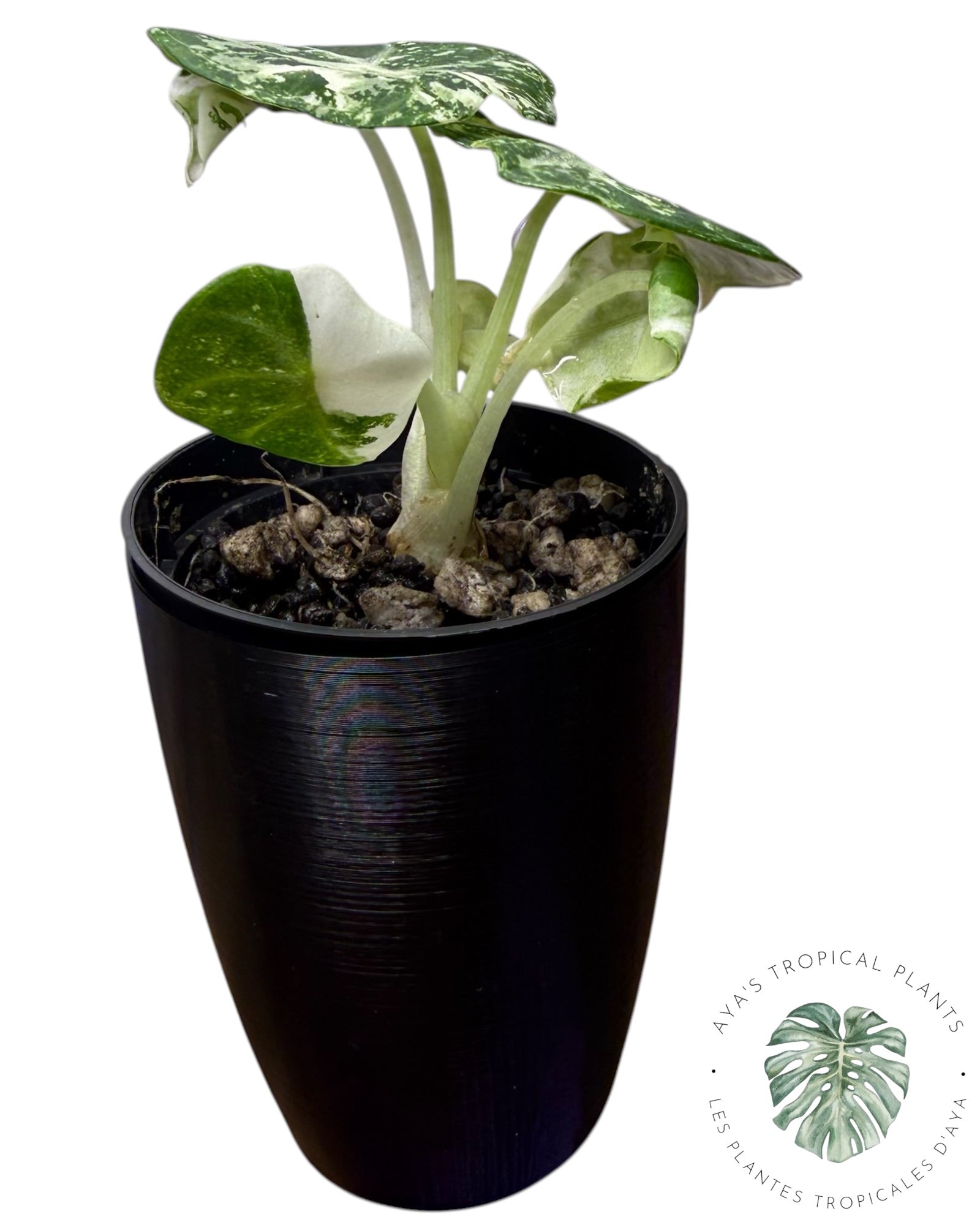Alocasia Ninja Albo panaché