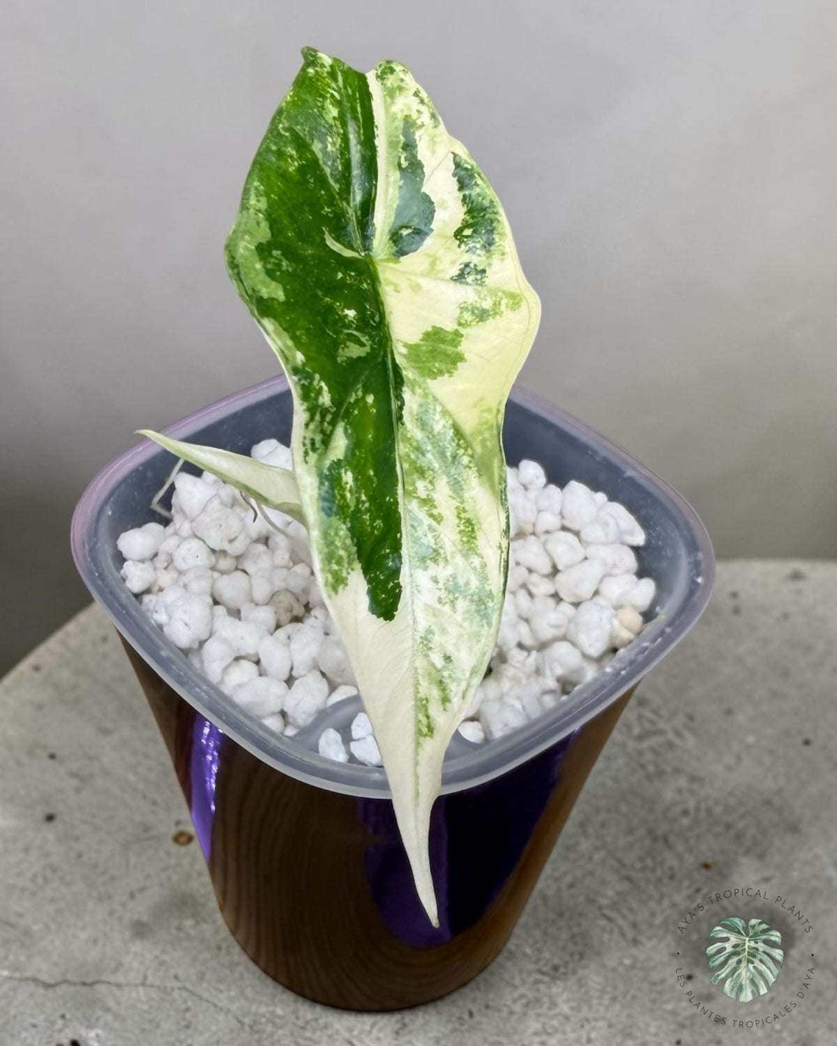Alocasia Simpo Albo Variegated