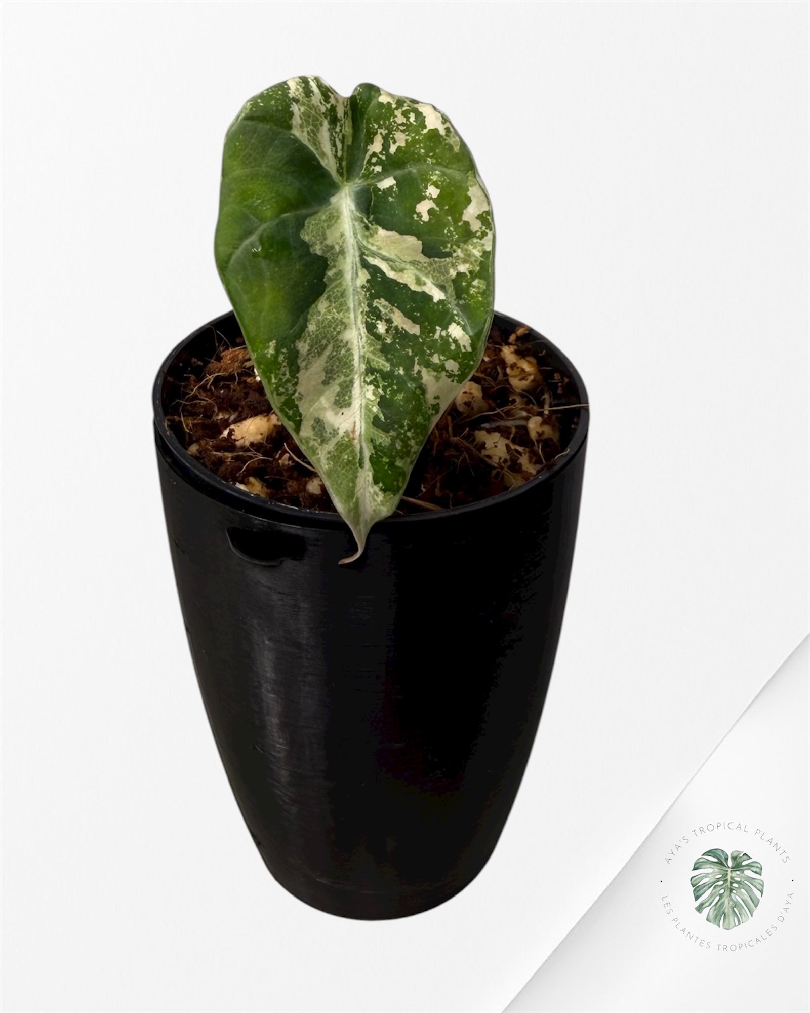 Alocasia Black Velvet Pink Variegated